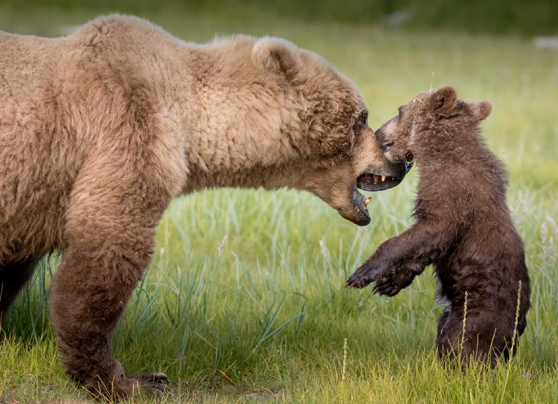 Aljašští grizzlyové - Foto Ladislav Hanousek 0925 (4)