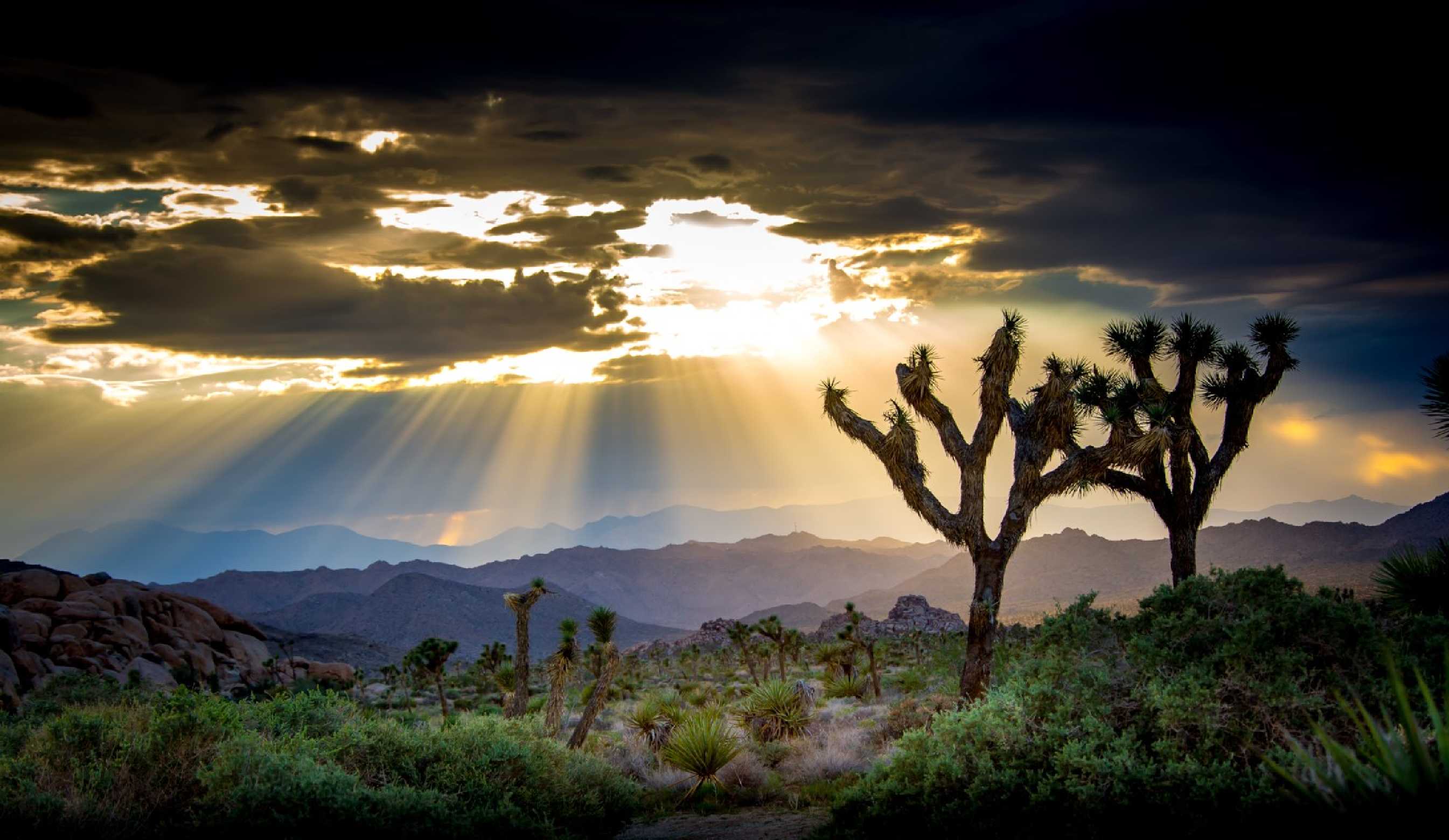 Podvečer v národním parku Joshua Tree - Foto Ladislav Hanousek 0925