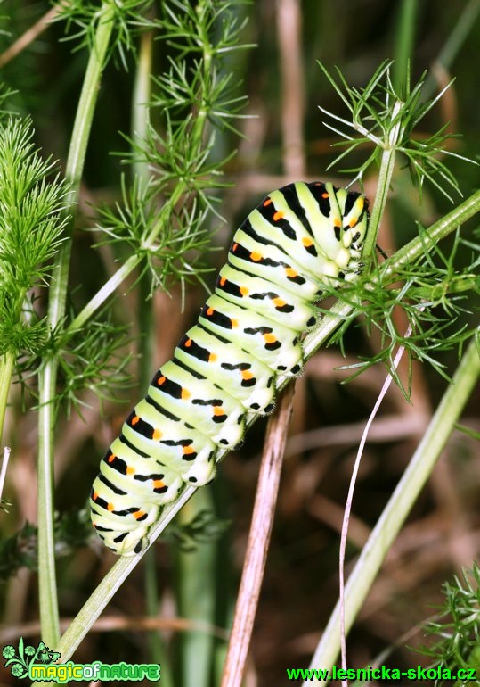 Otakárek fenyklový - Papilio machaon (1) - Foto G. Ritschel