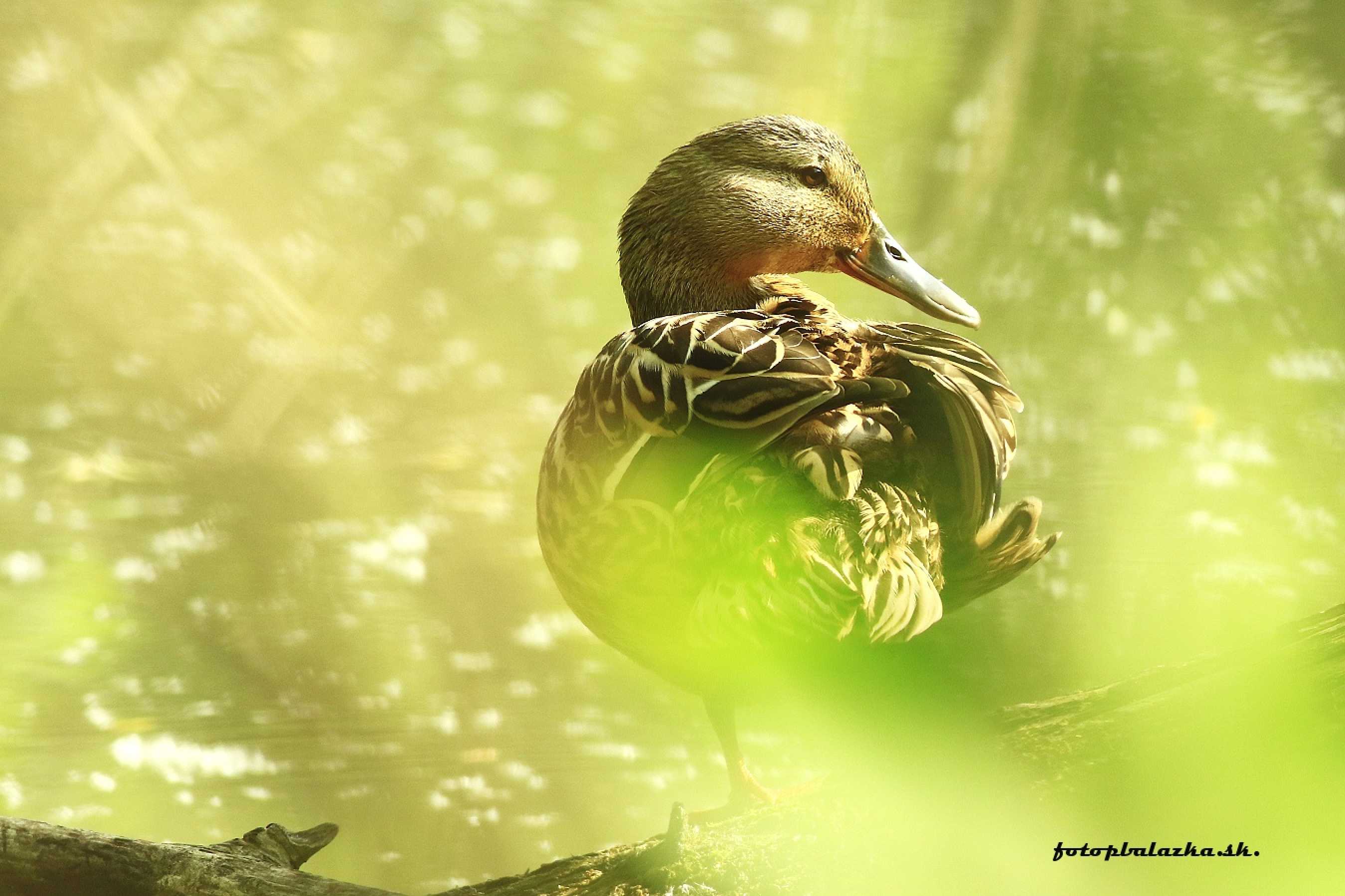Divoká kačena - Foto Pavel Balazka 0625