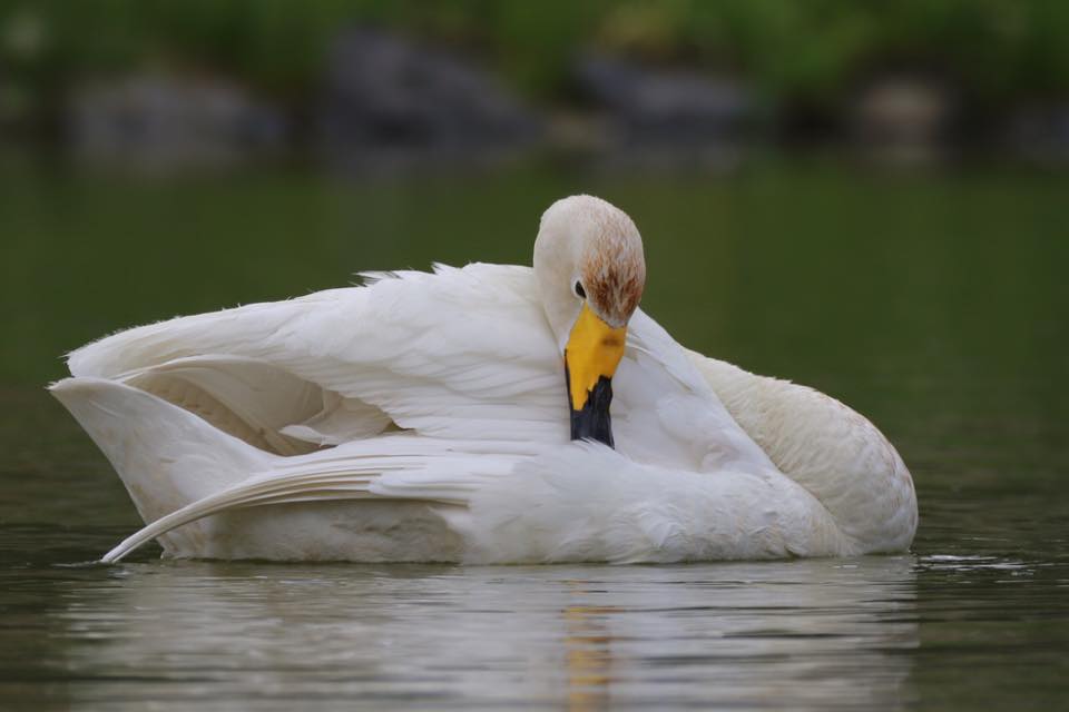 Labuť zpěvná - Foto Irena Wenischová 1025