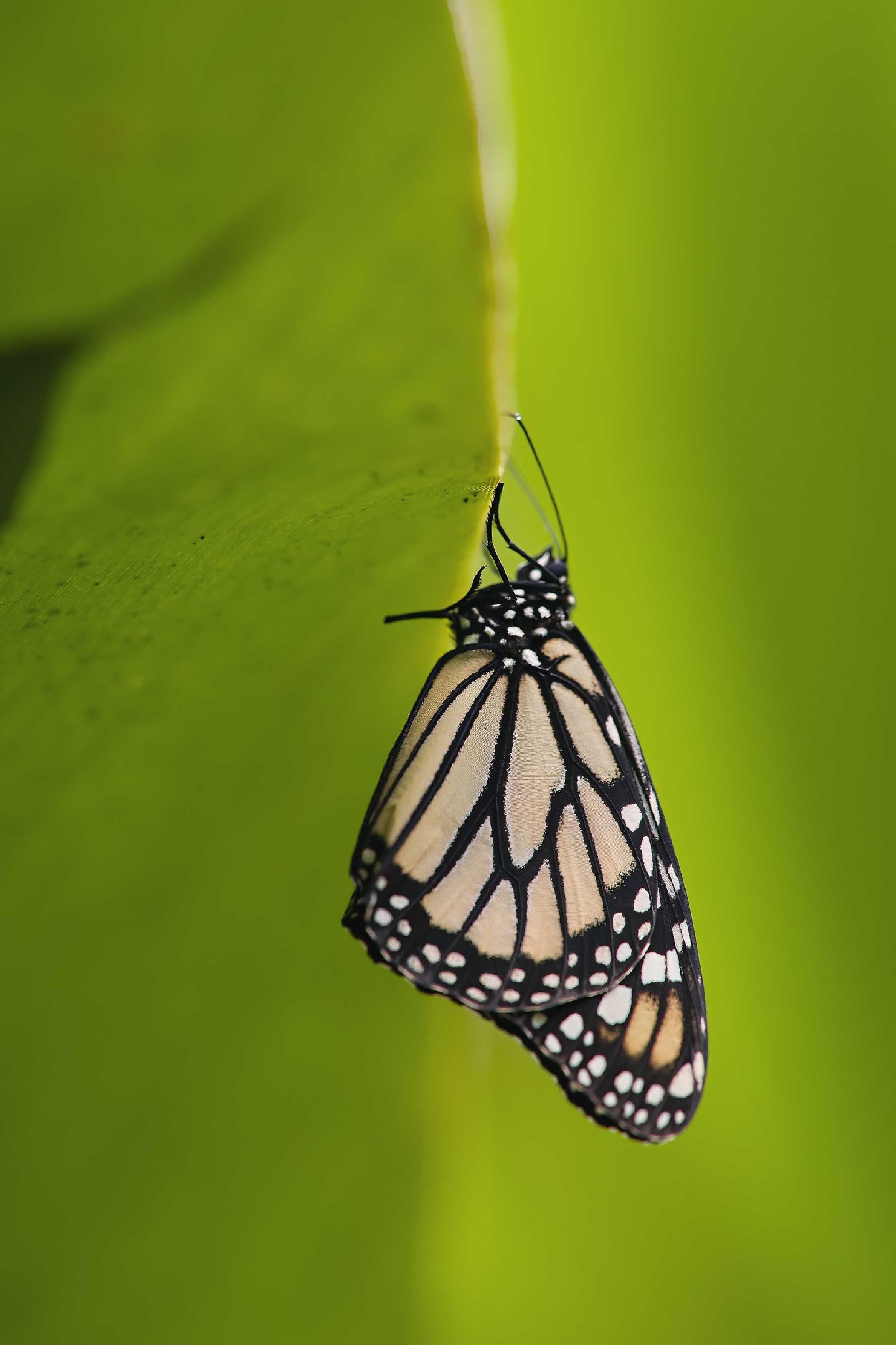 Motýli z pražské botanické zahrady - Foto Jana Ježková 0425 (4)