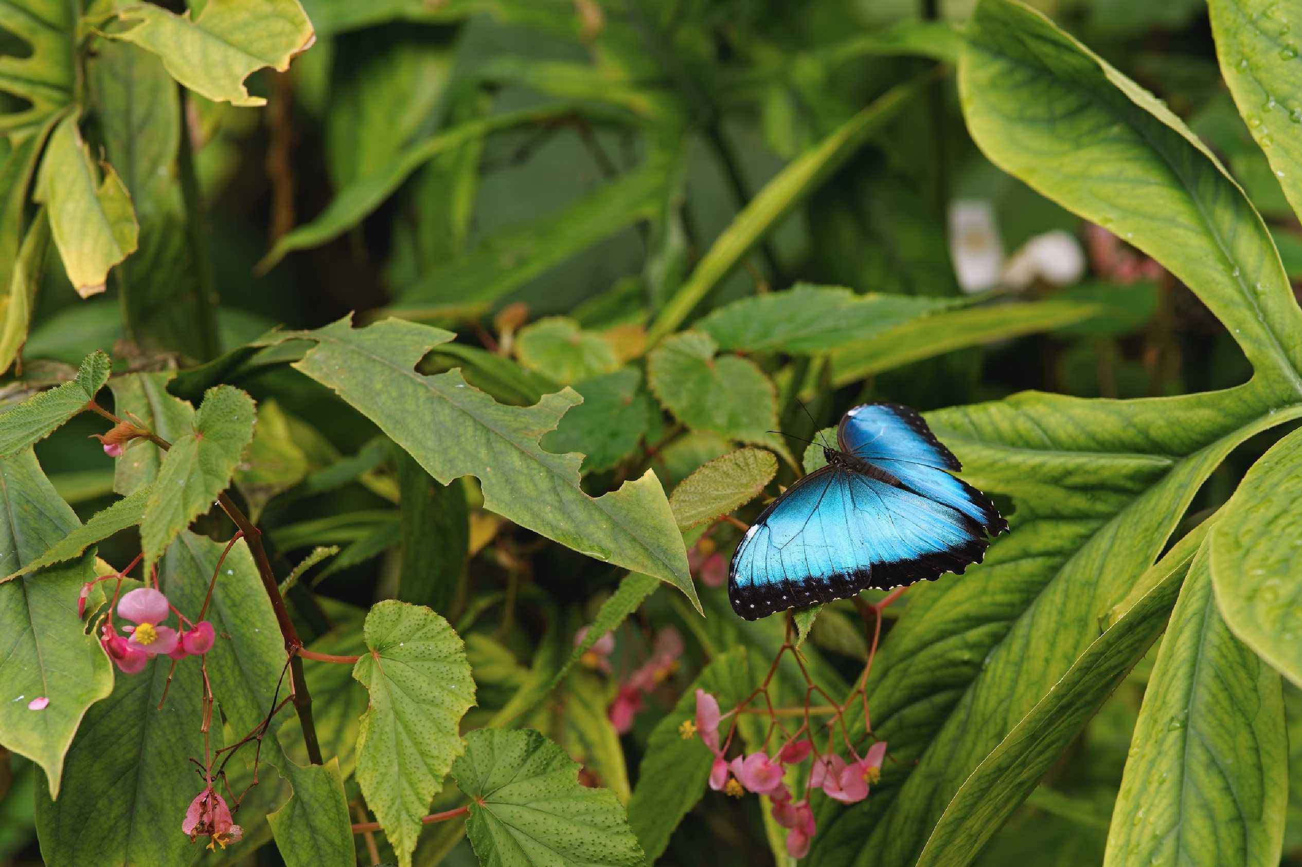 Motýli z pražské botanické zahrady - Foto Jana Ježková 0425 (9)