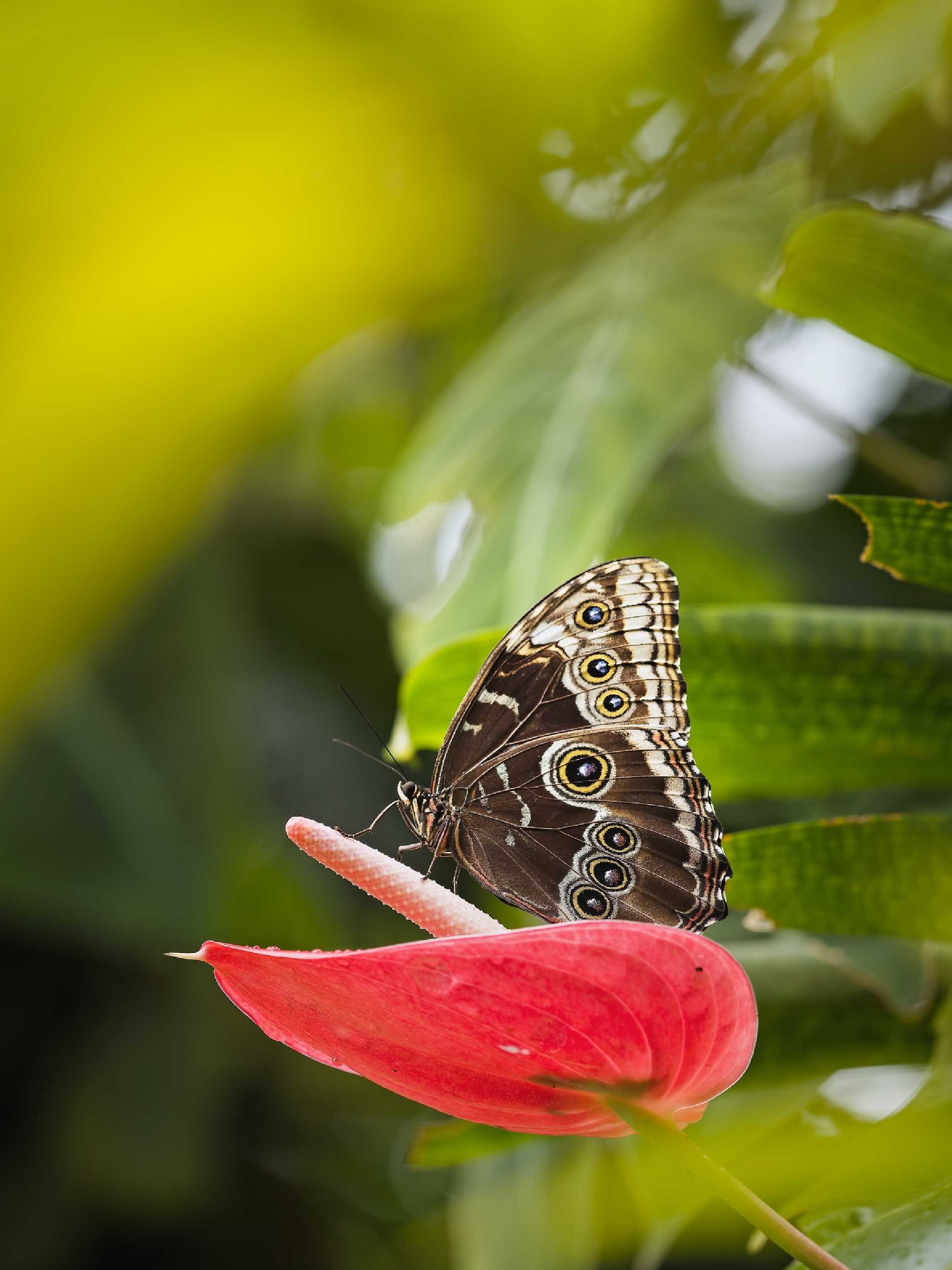 Motýli z pražské botanické zahrady - Foto Jana Ježková 0425 (12)