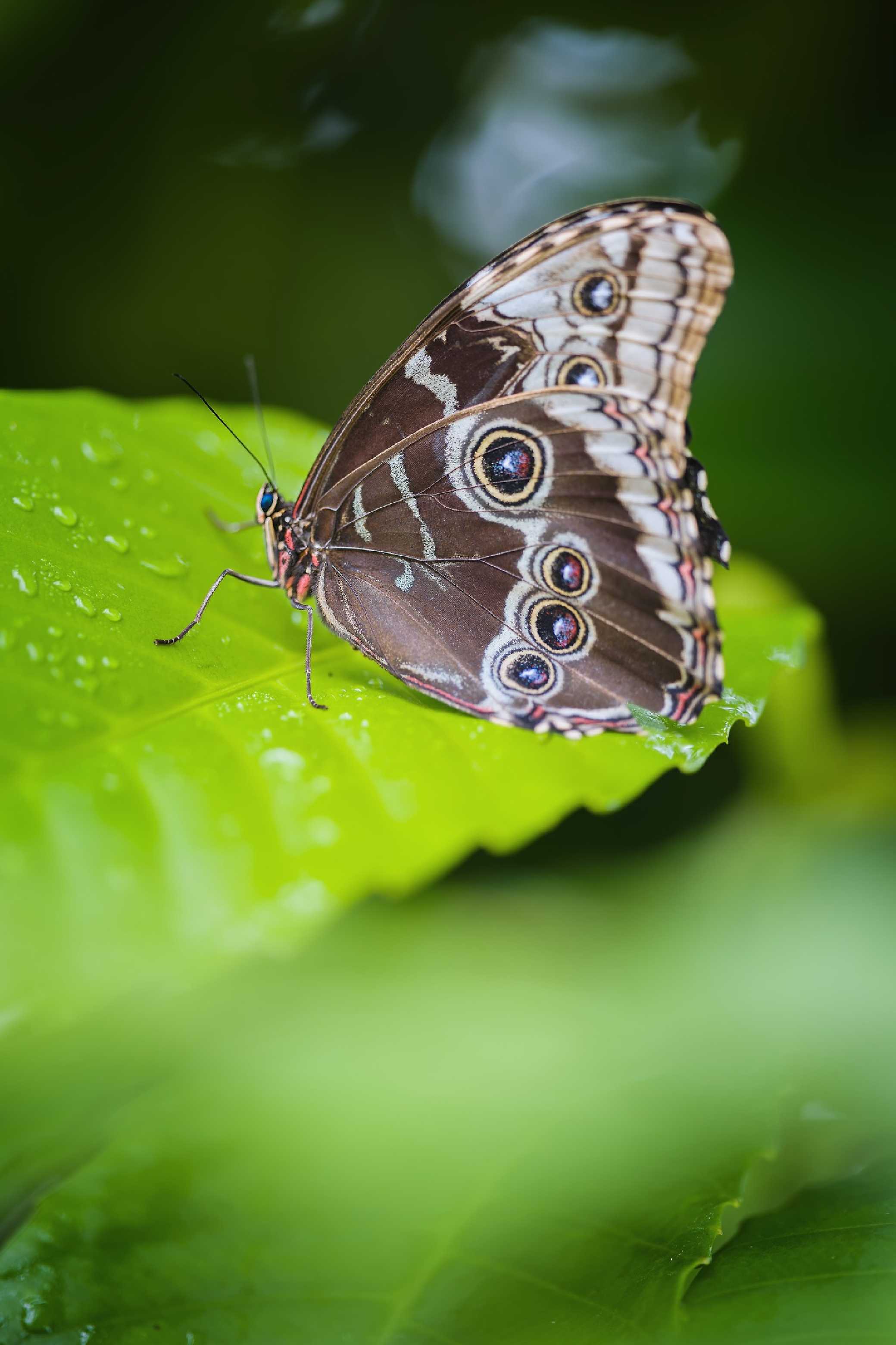 Motýli z pražské botanické zahrady - Foto Jana Ježková 0425 (13)