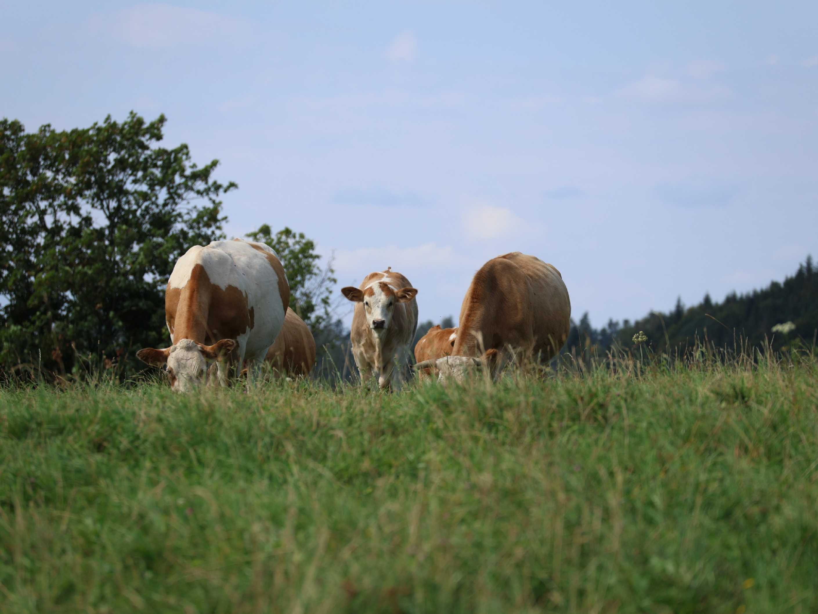 Krávy na pastvě - Foto Ladislav Jonák 0825