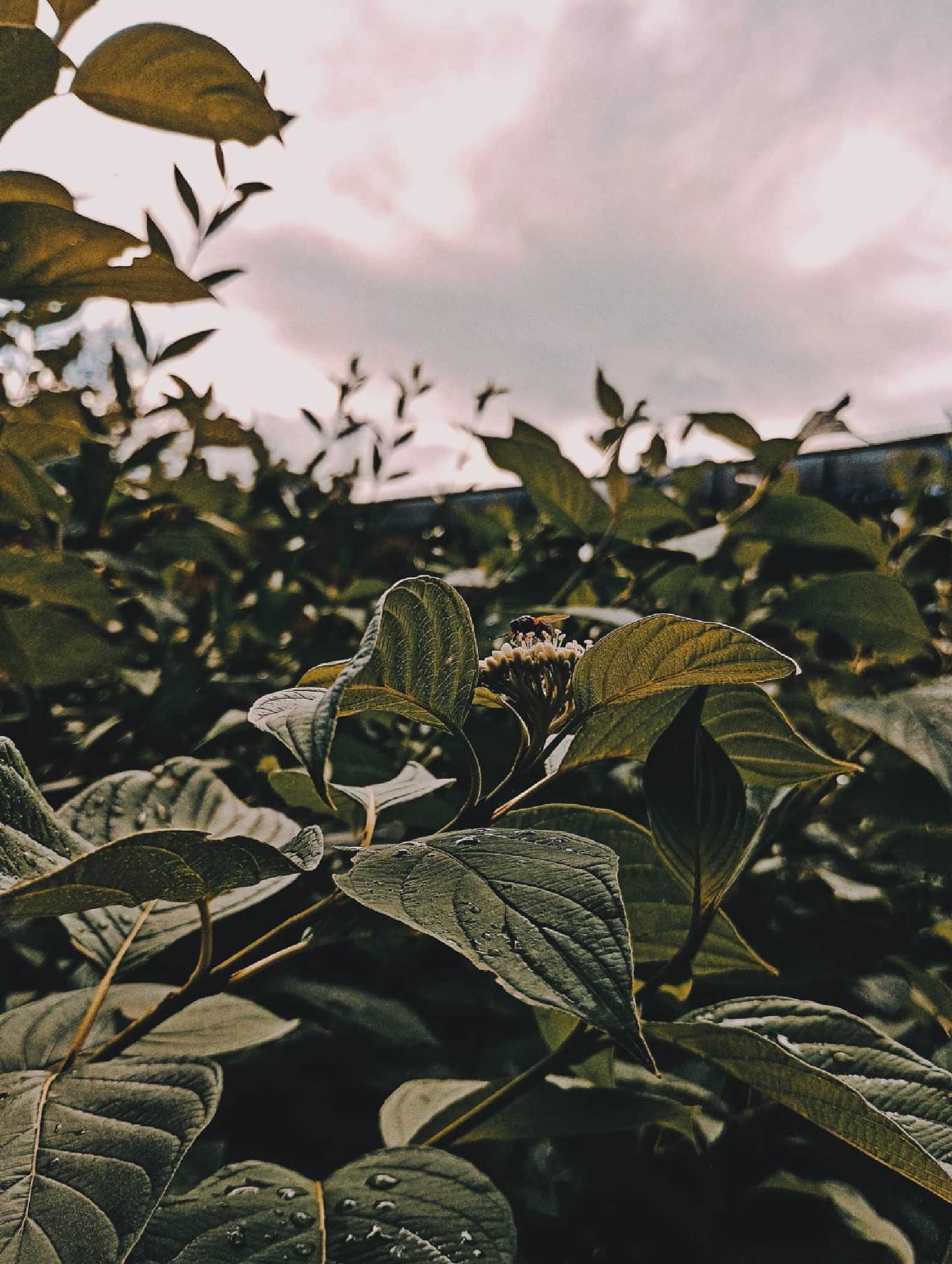 V listoví - Foto Jan Hlinka 0925