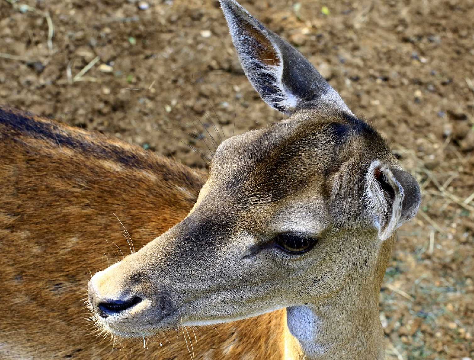 Blízké setkání - Foto Pavel Balazka 0625 (1)