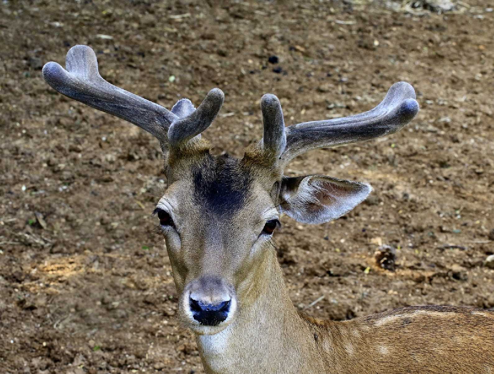 Blízké setkání - Foto Pavel Balazka 0625 (2)