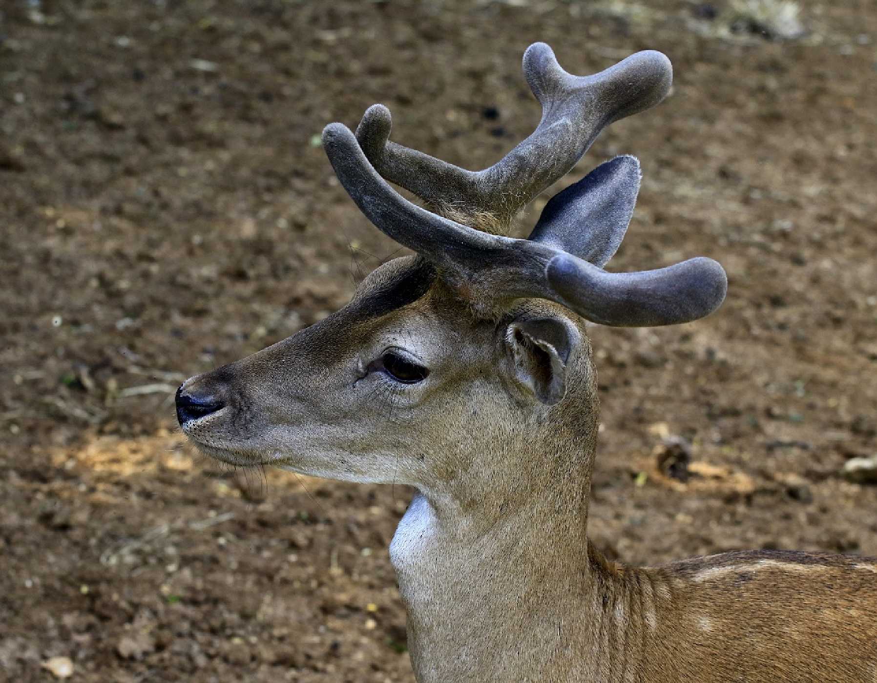 Blízké setkání - Foto Pavel Balazka 0625 (3)