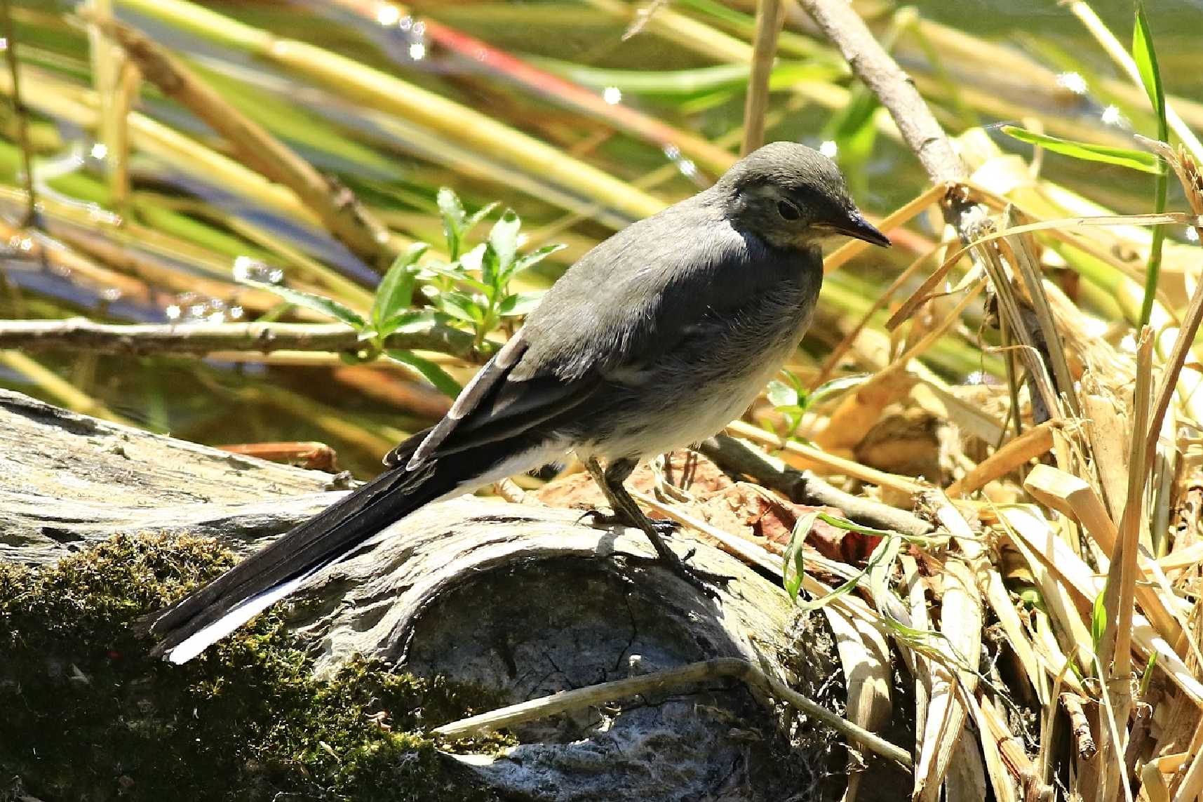 Mladý trasochvost - Foto Pavel Balazka 0625