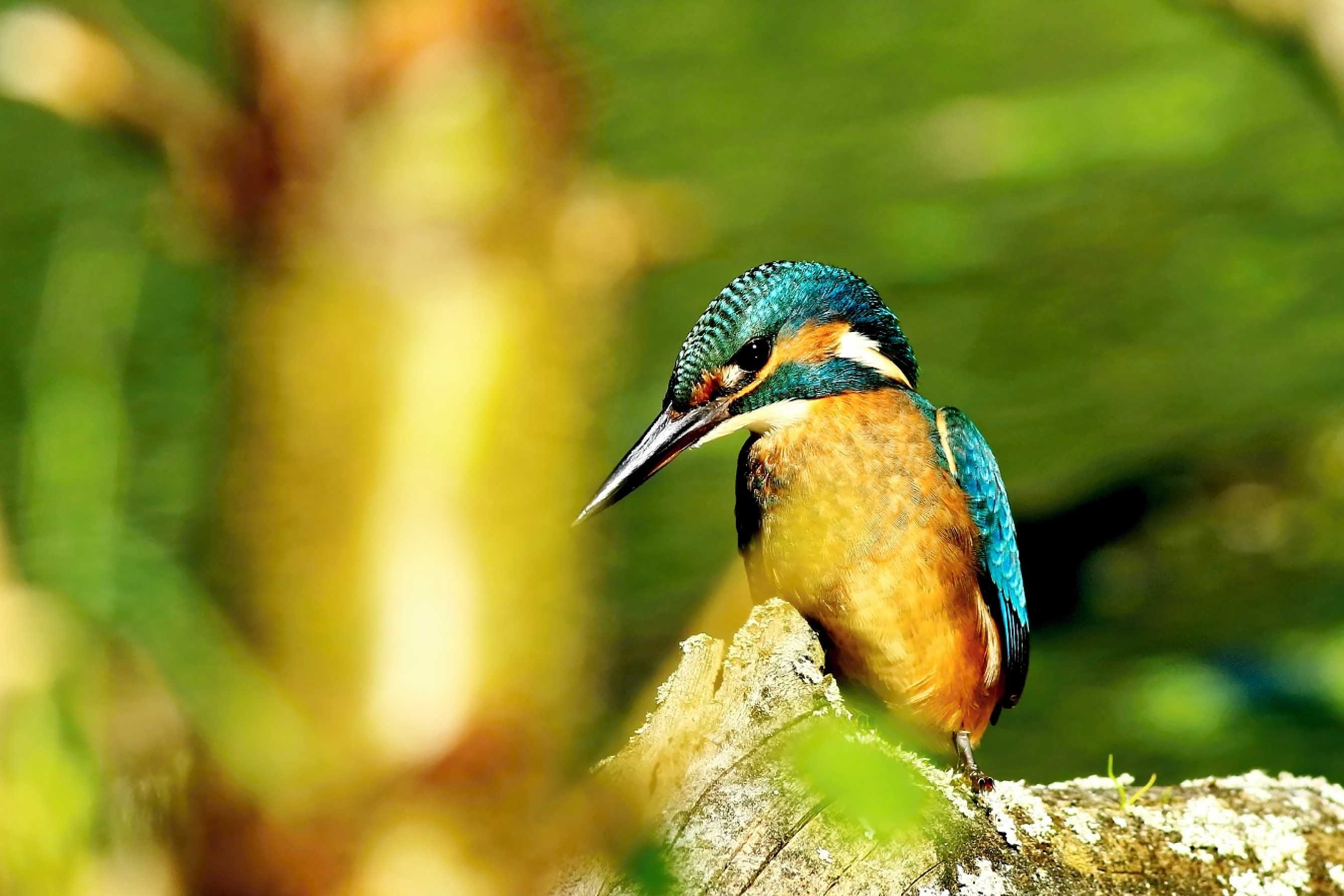 Rybárik - Foto Pavel Balazka 0725