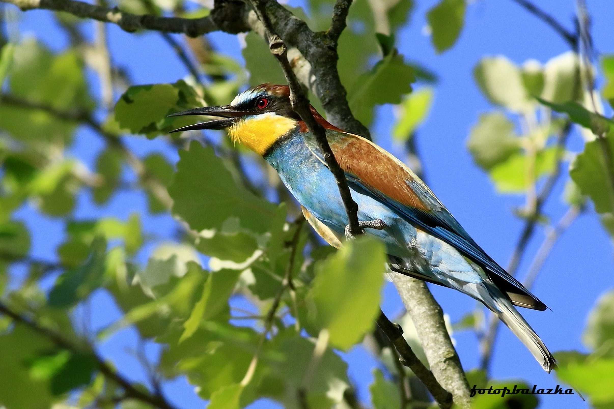 Včelárik zlatý - Foto Pavel Balazka 0625