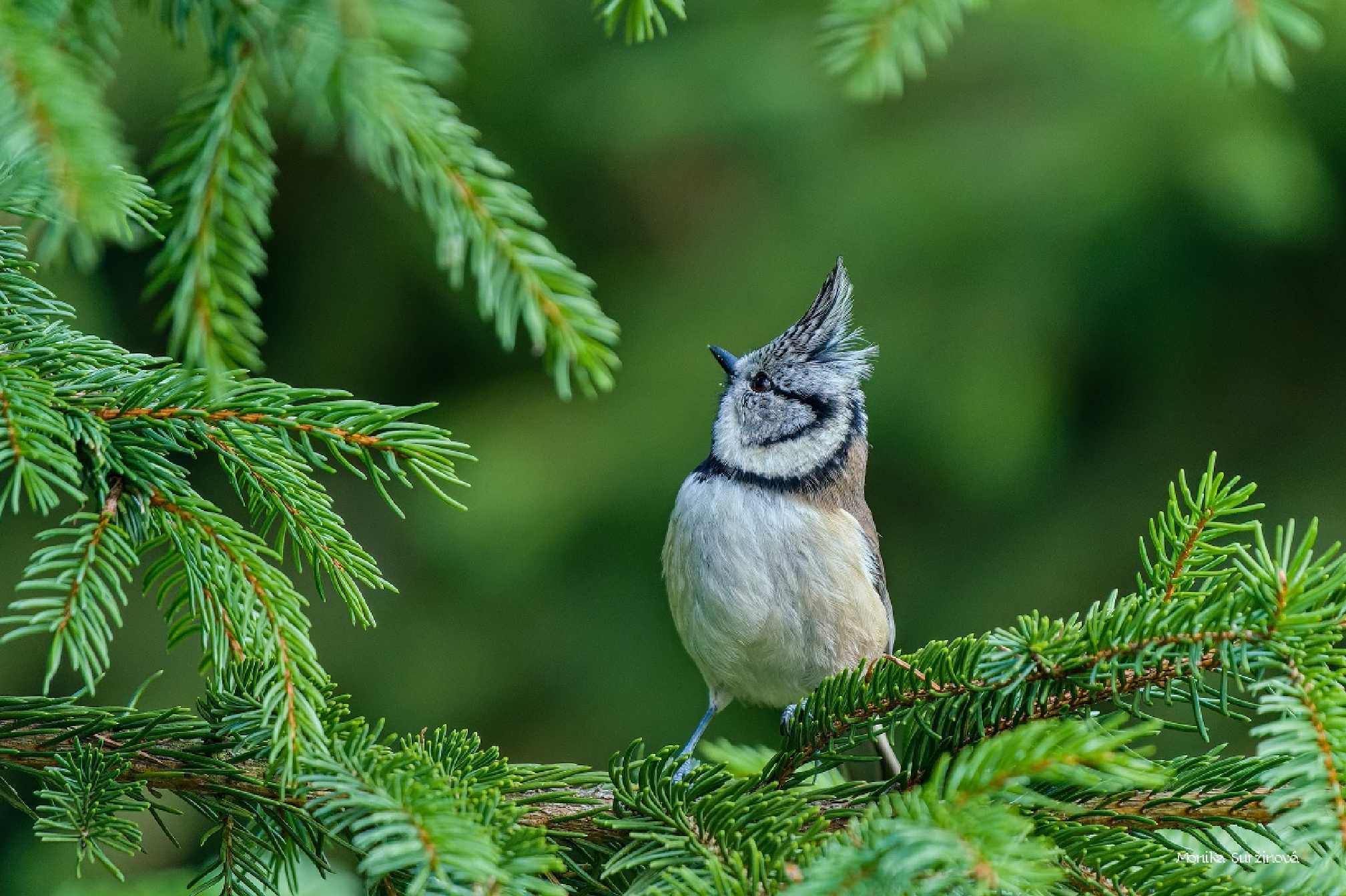 Sýkora parukářka - Foto Monika Suržinová 1025 (1)