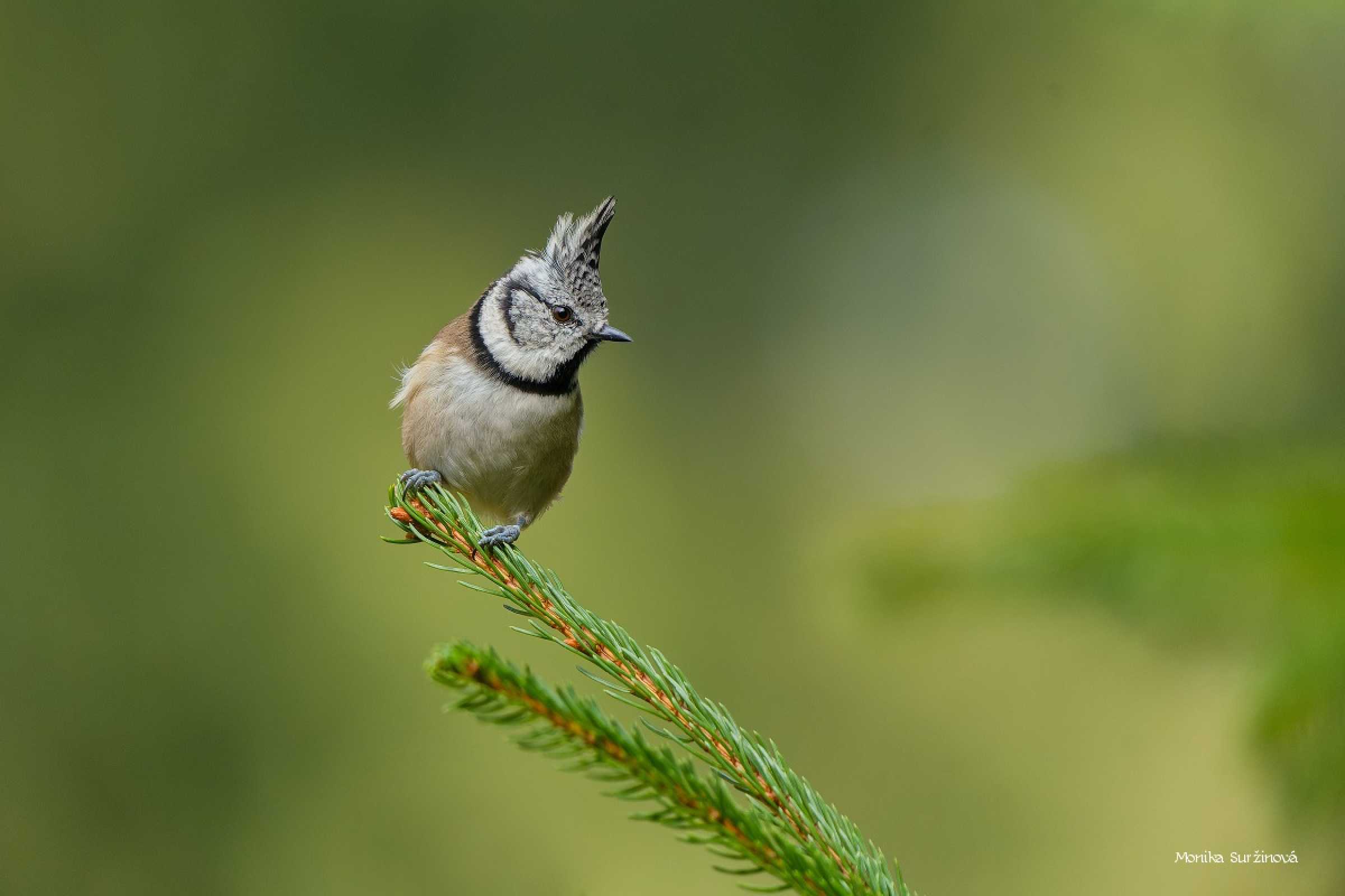 Sýkora parukářka - Foto Monika Suržinová 1025