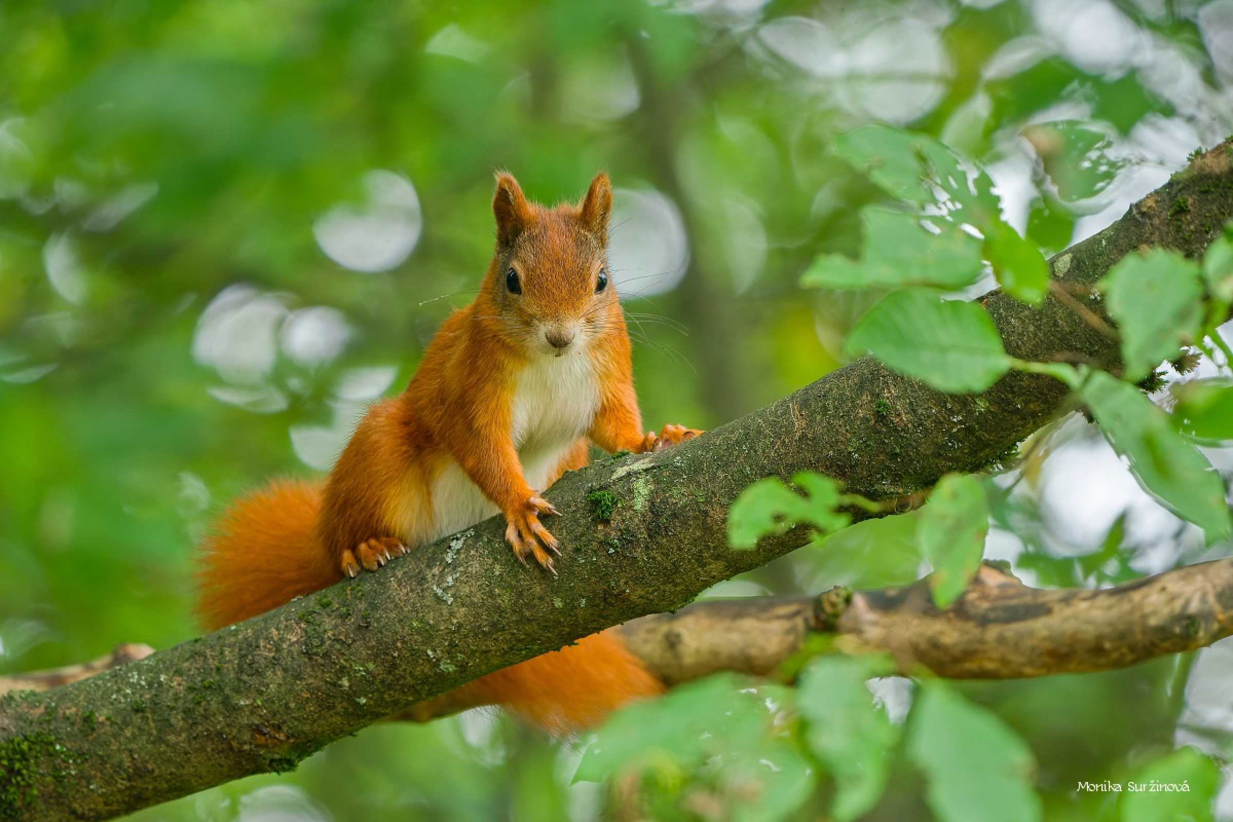 Veverka od lesního krmítka - Foto Monika Suržinová 1025