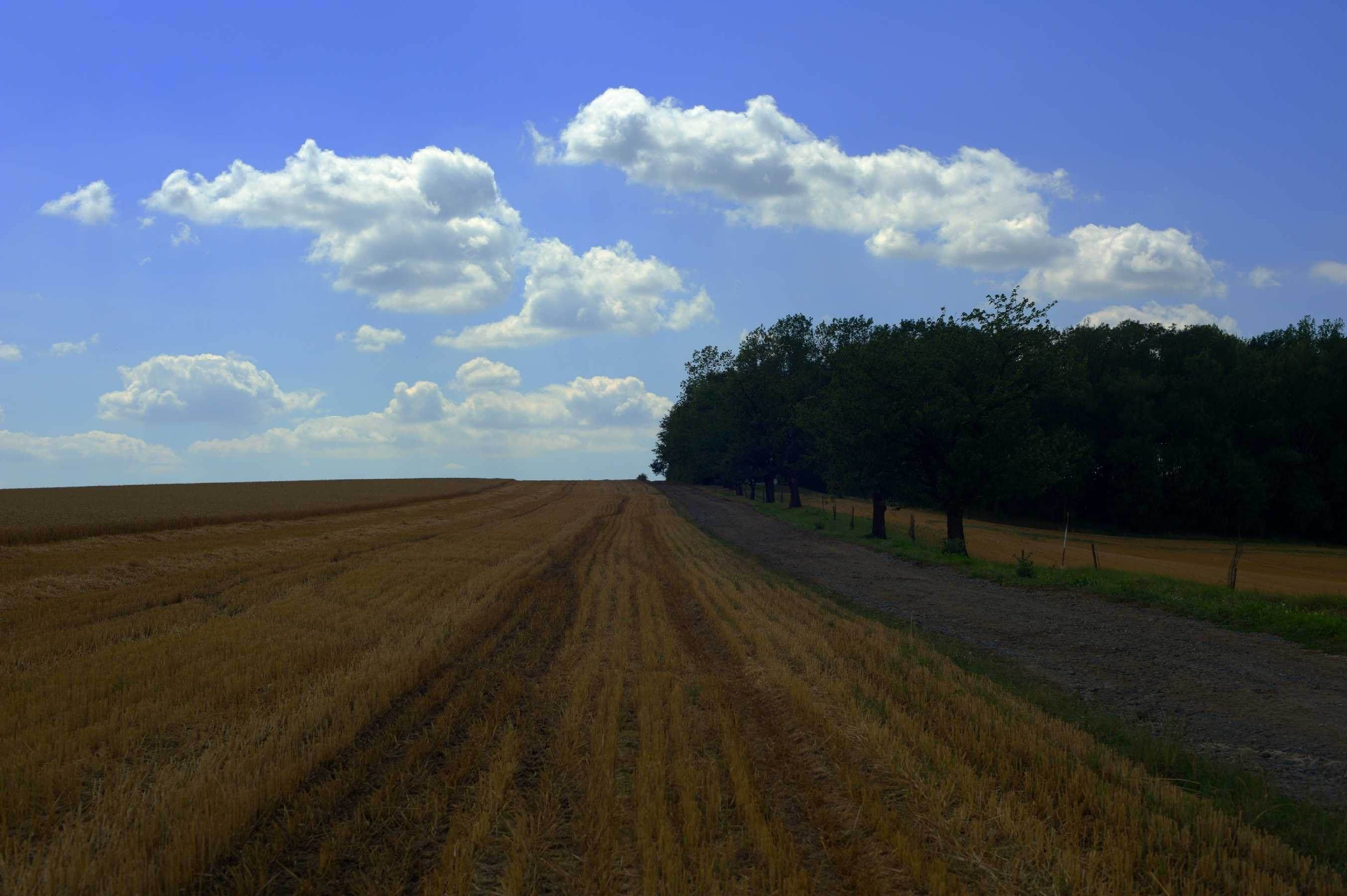 Čas sklizně - Foto Tomáš Kunze 1025 (1)