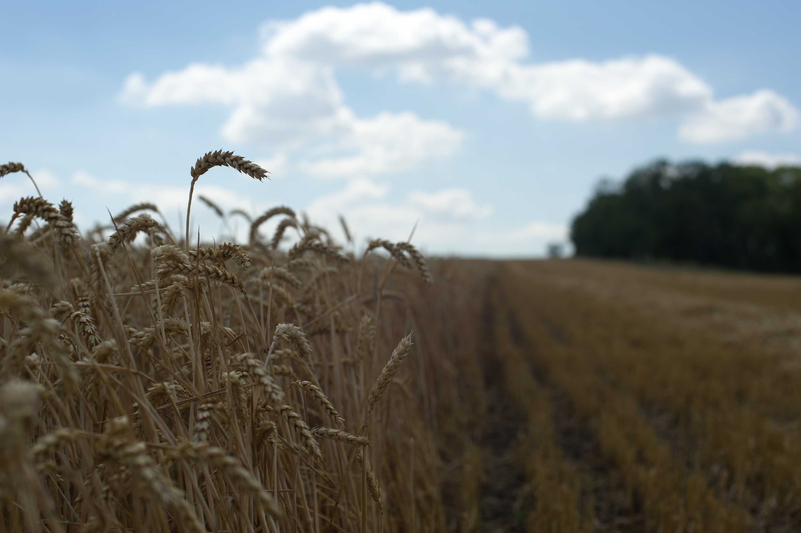 Čas sklizně - Foto Tomáš Kunze 1025 (2)