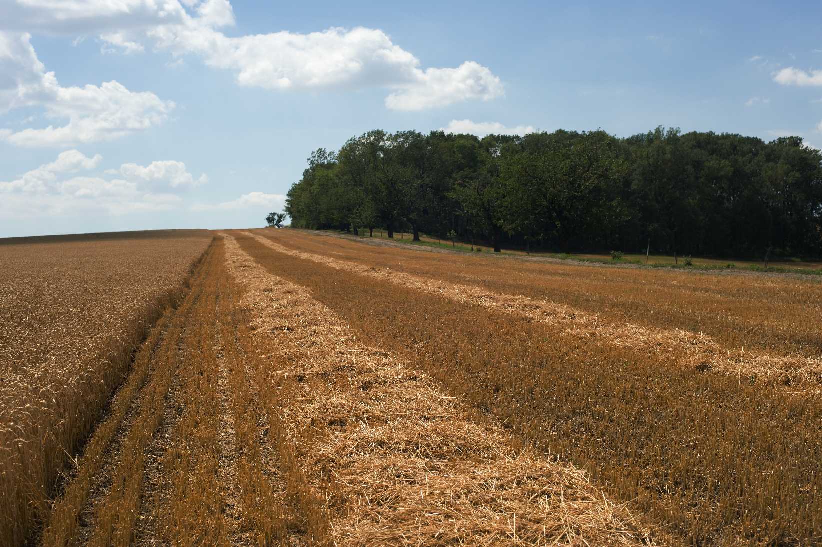 Čas sklizně - Foto Tomáš Kunze 1025 (3)