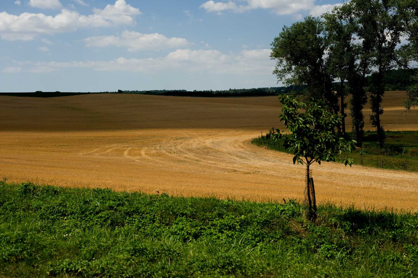 Čas sklizně - Foto Tomáš Kunze 1025 (4)