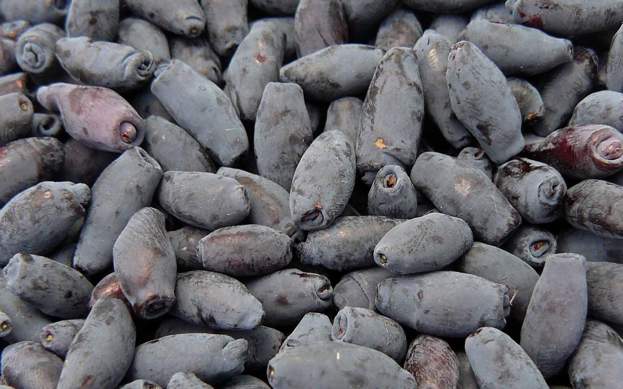 Kamčatské borůvky - první jarní ovoce - Foto Pavel Stančík 1025