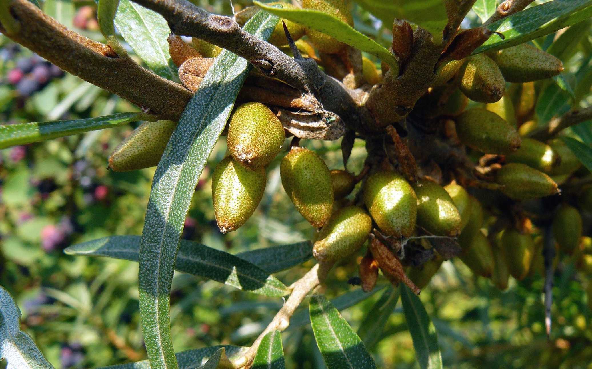 Rakytník řešetlákový - citroník severu - Foto Pavel Stančík 1025 (1)