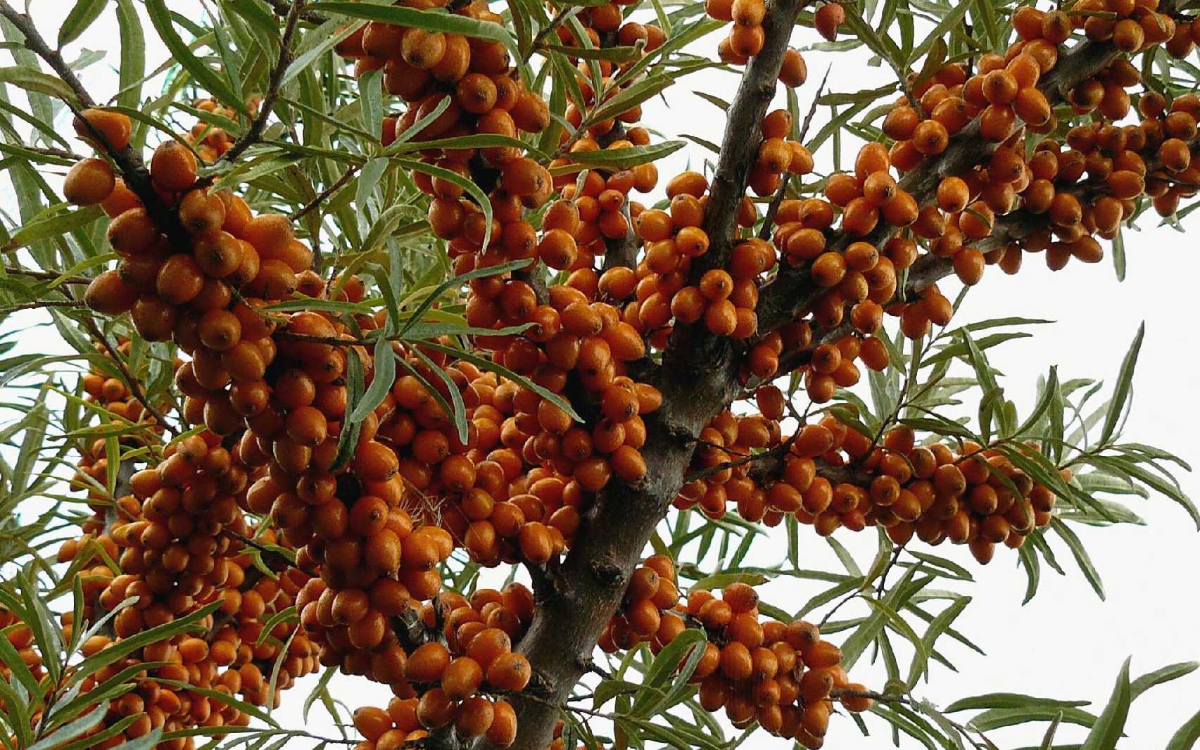 Rakytník řešetlákový - citroník severu - Foto Pavel Stančík 1025 (2)
