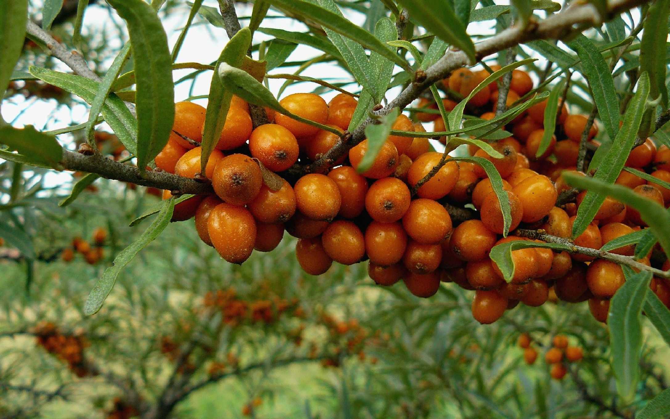 Rakytník řešetlákový - citroník severu - Foto Pavel Stančík 1025 (3)