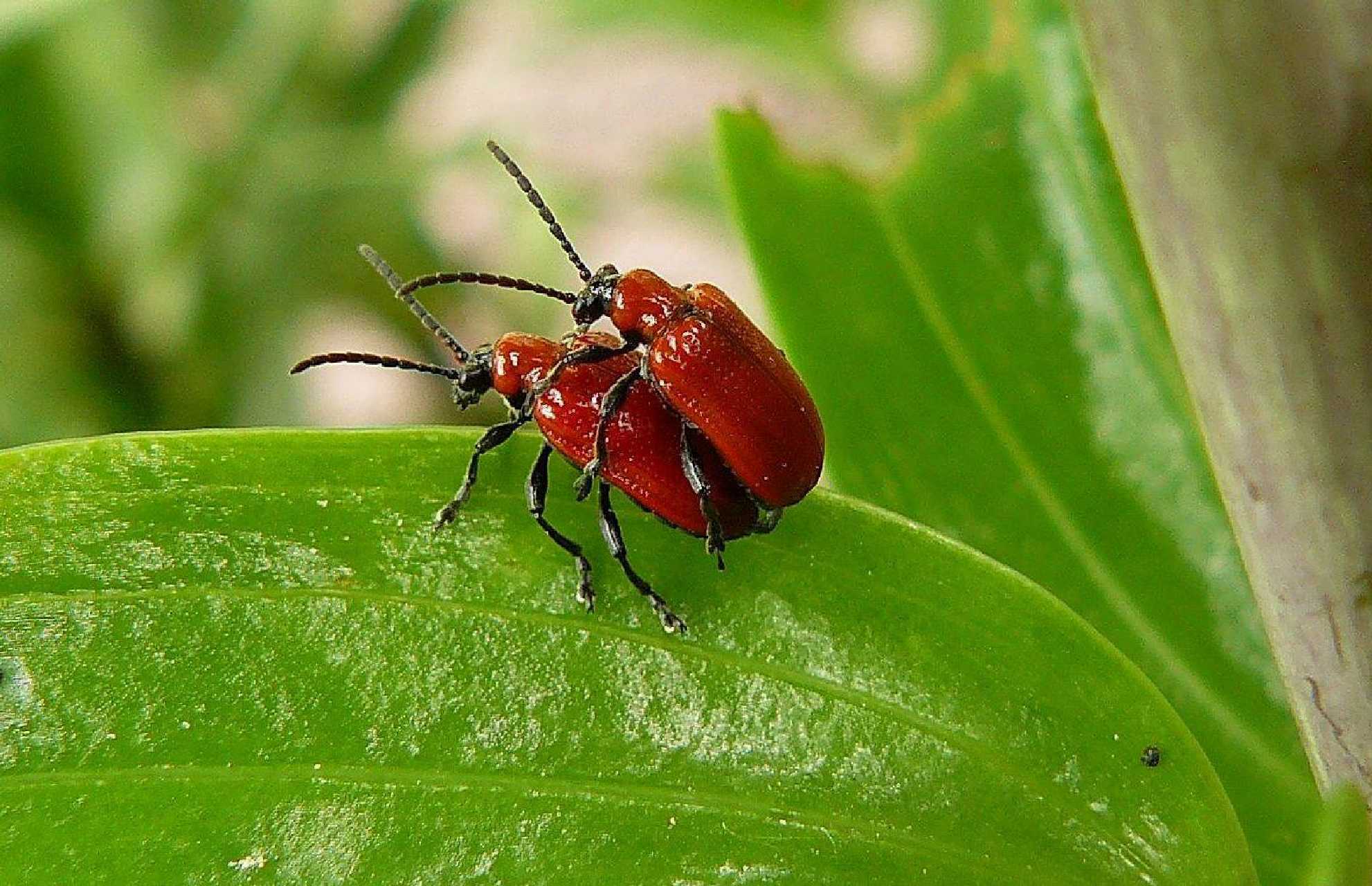 Chřestovníček liliový - Foto Pavel Stančík 1025 (1)