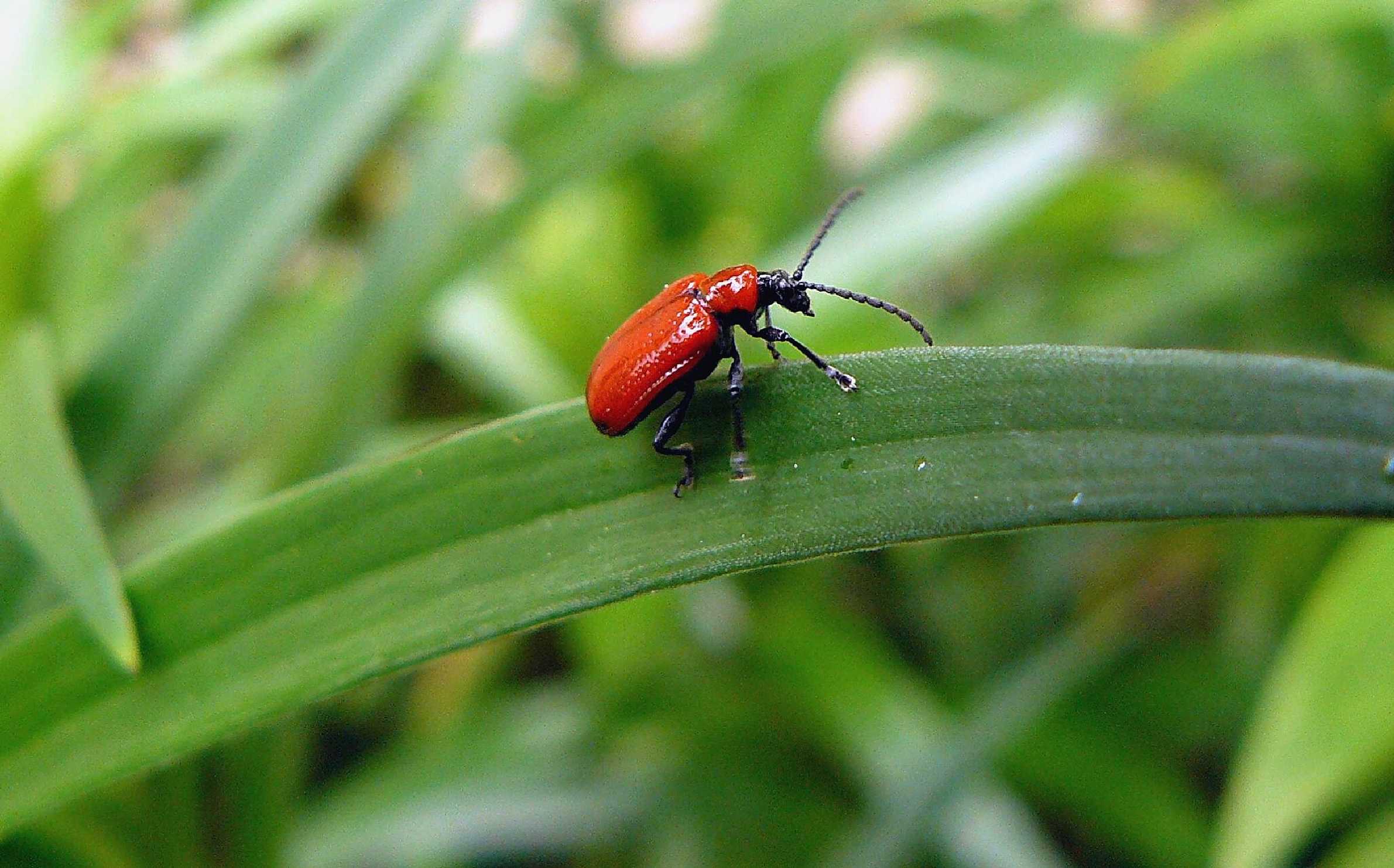 Chřestovníček liliový - Foto Pavel Stančík 1025 (2)