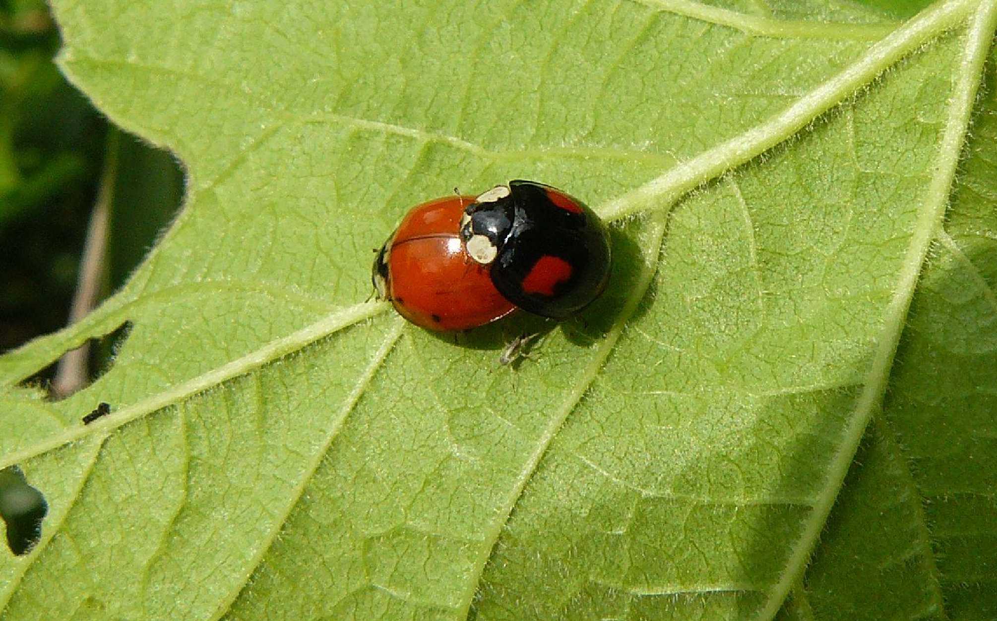 Slunéčko východní - Foto Pavel Stančík 1025