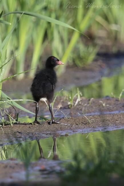 Slípka zelenonohá - Foto Irena Wenischová 0625 (1)