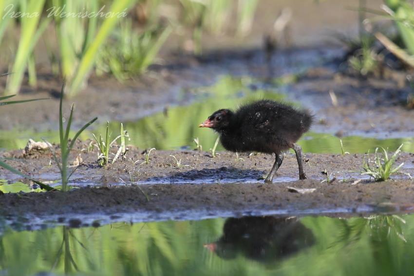 Slípka zelenonohá - Foto Irena Wenischová 0625 (2)