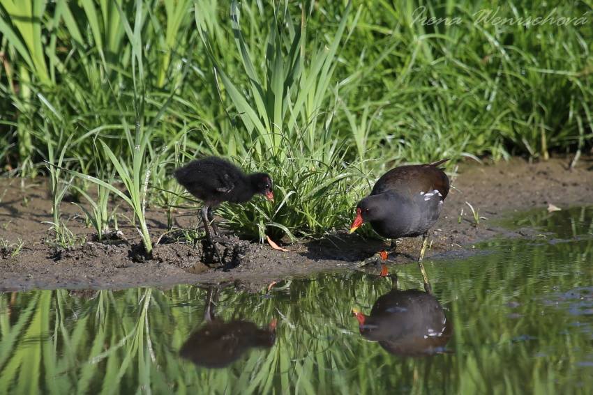 Slípka zelenonohá - Foto Irena Wenischová 0625 (3)