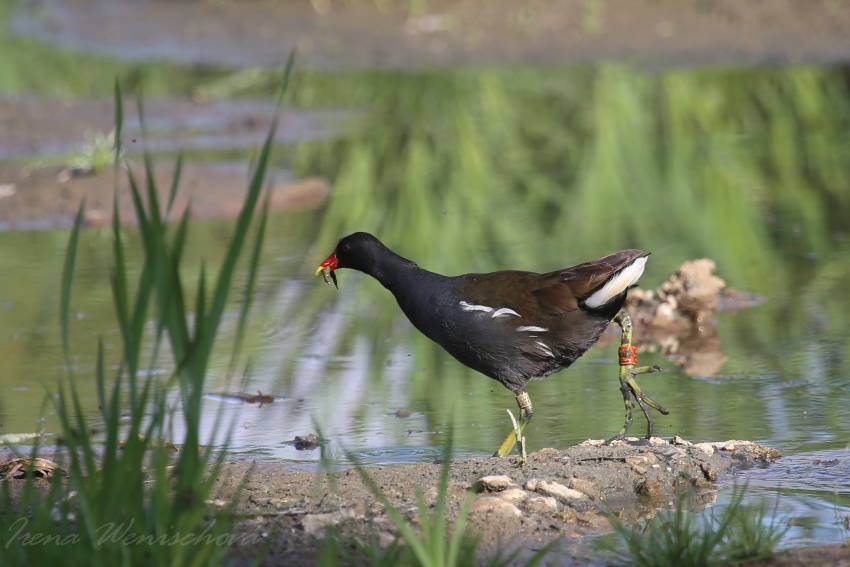 Slípka zelenonohá - Foto Irena Wenischová 0625 (4)