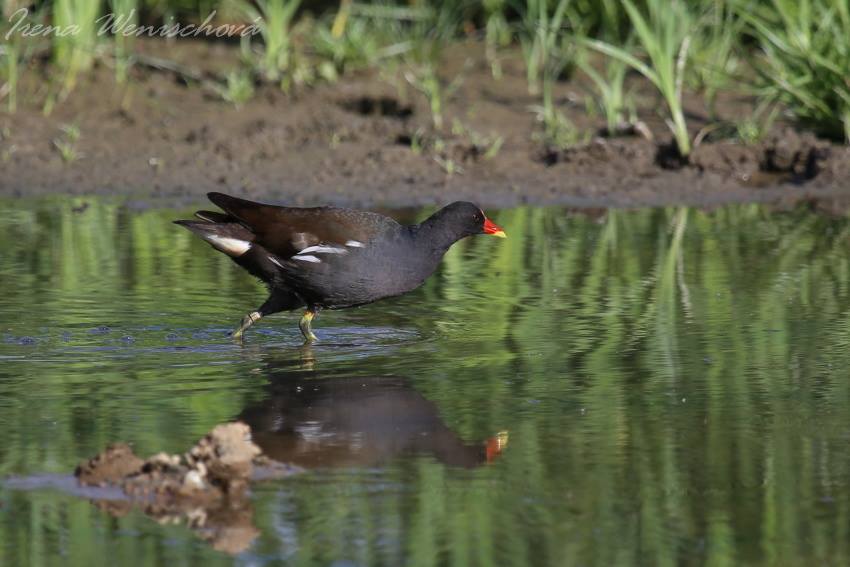 Slípka zelenonohá - Foto Irena Wenischová 0625 (5)