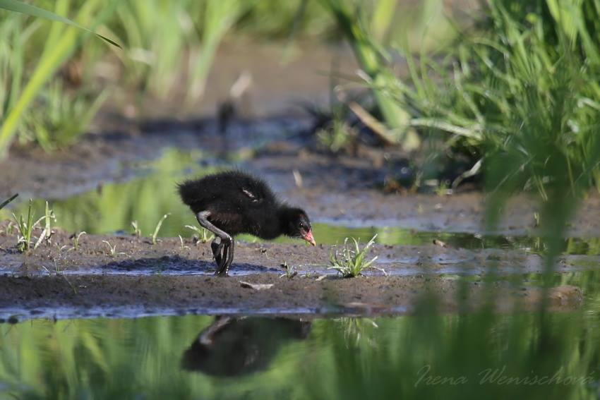 Slípka zelenonohá - Foto Irena Wenischová 0625 (6)