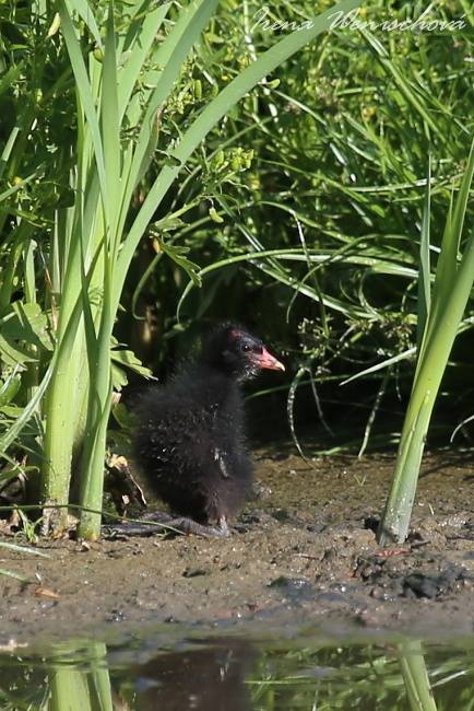 Slípka zelenonohá - Foto Irena Wenischová 0625 (7)