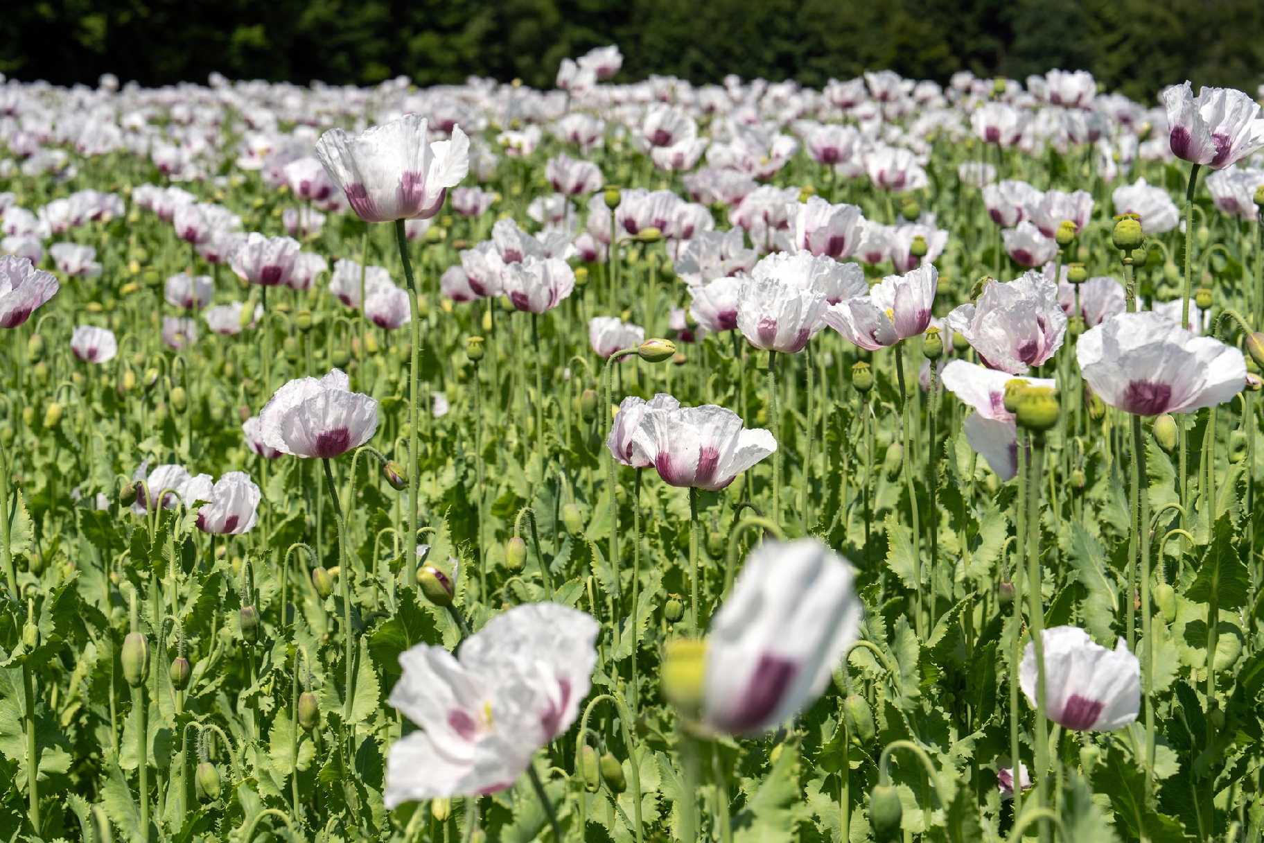 Makové pole u Radvance - Foto Petr Germanič 0625 (1)