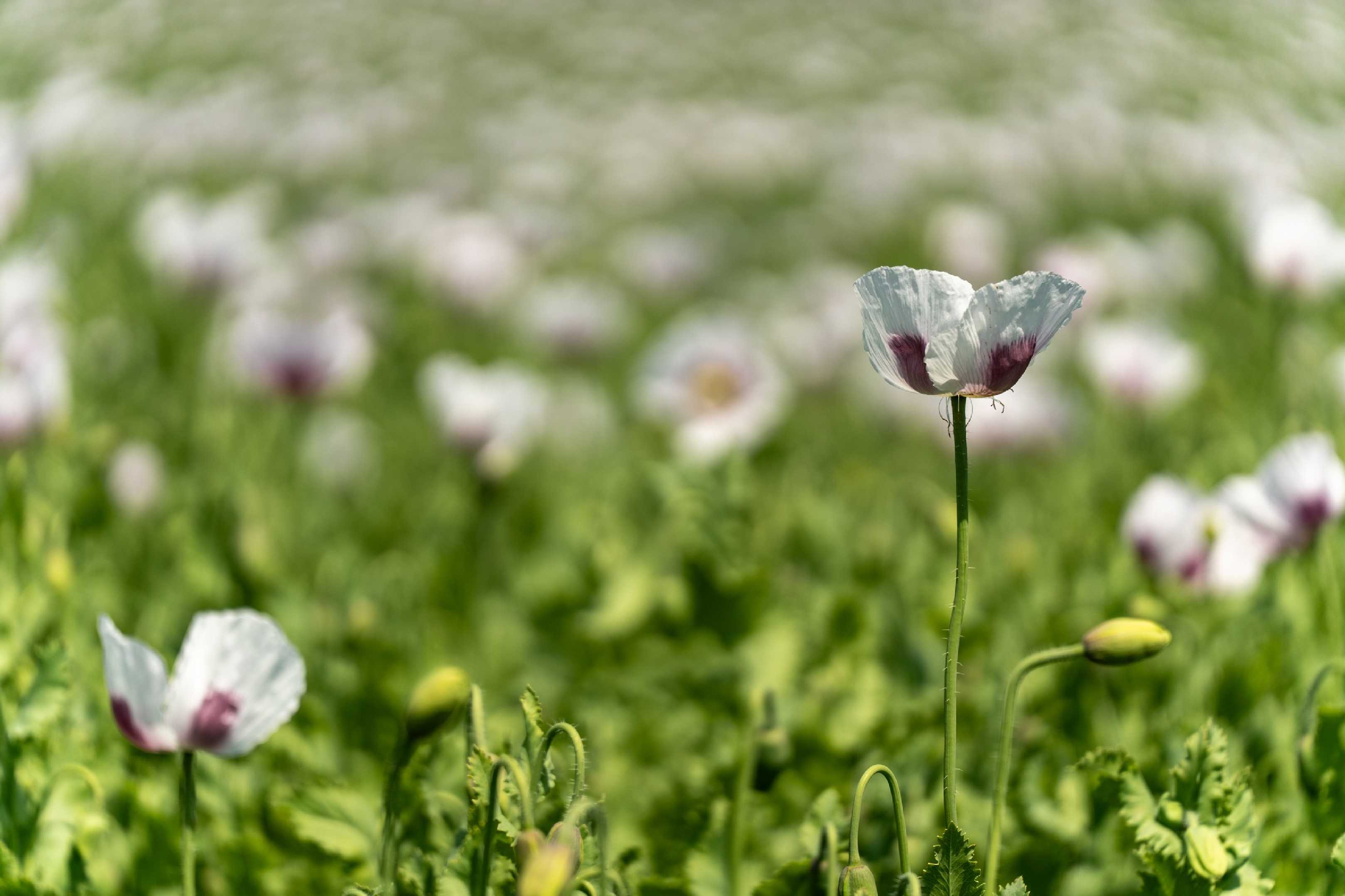 Makové pole u Radvance - Foto Petr Germanič 0625 (2)