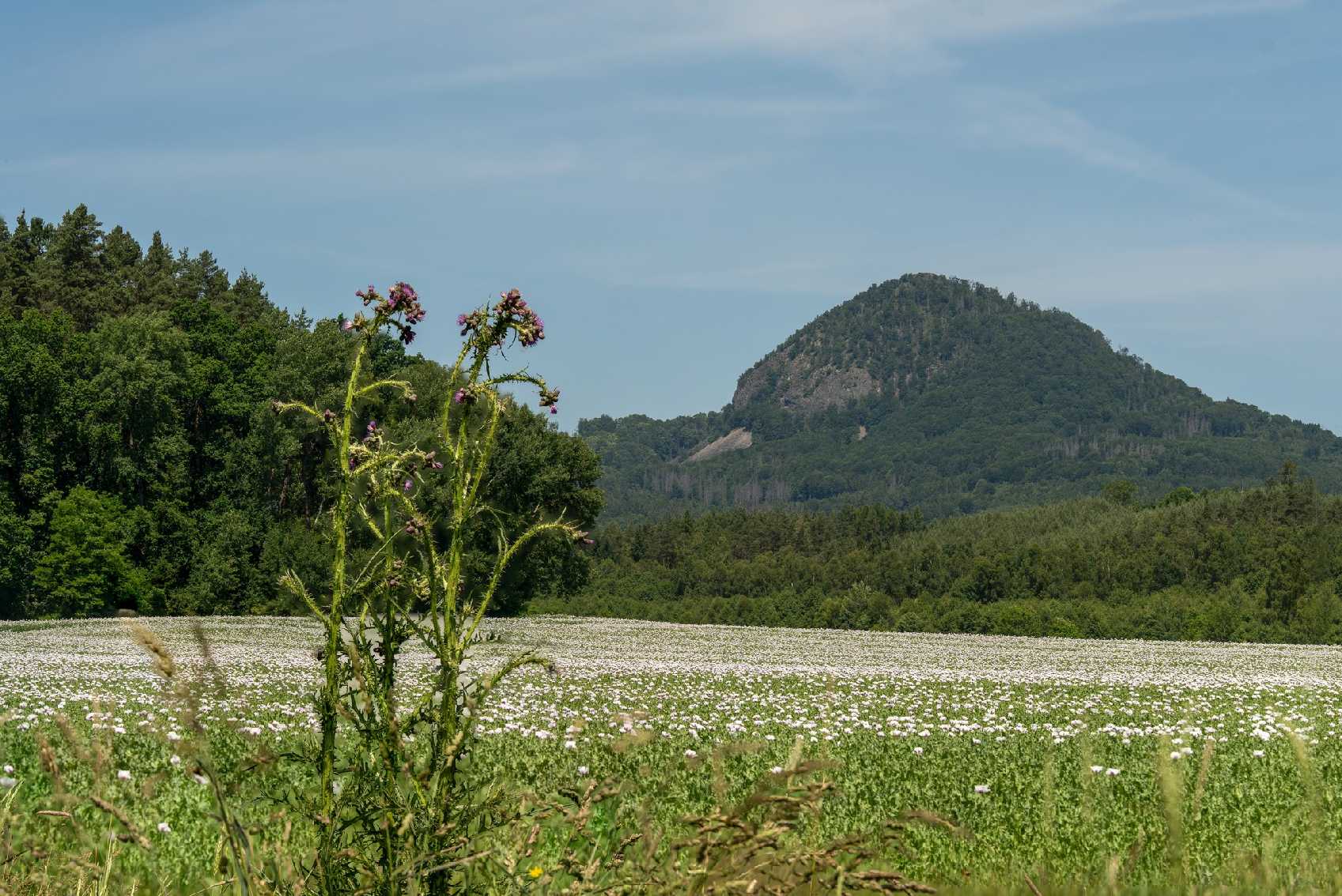 Makové pole u Radvance - Foto Petr Germanič 0625 (3)