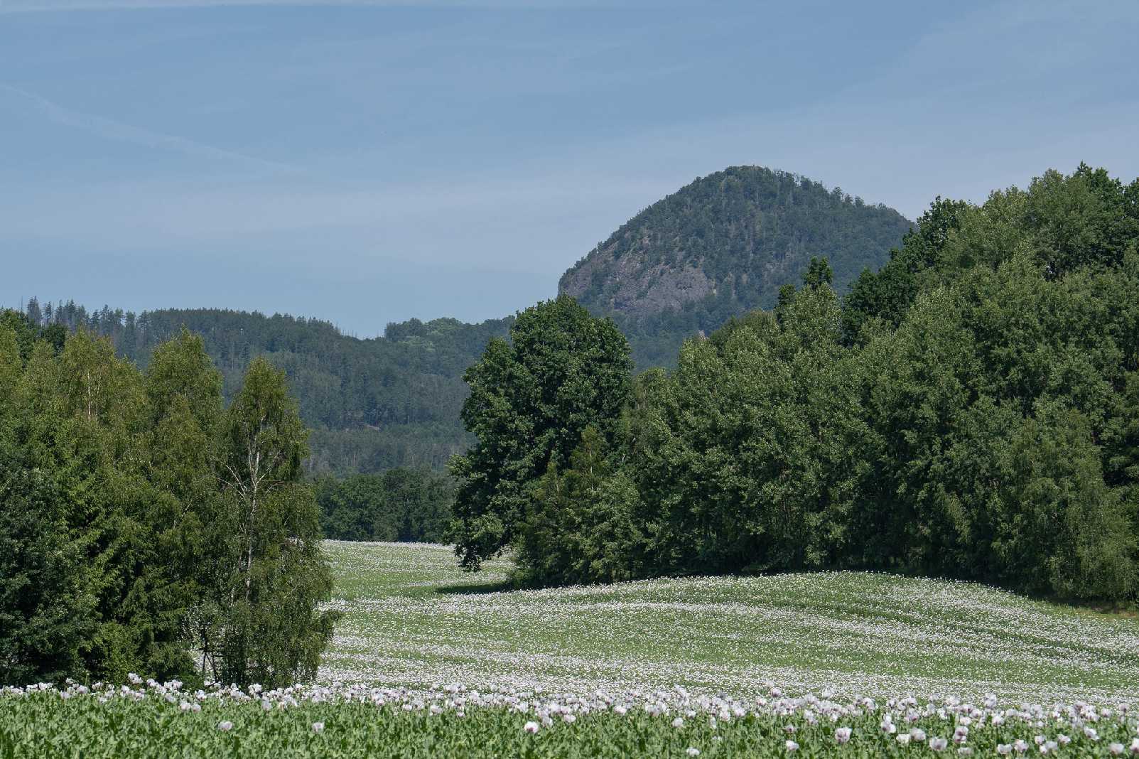 Makové pole u Radvance - Foto Petr Germanič 0625 (4)