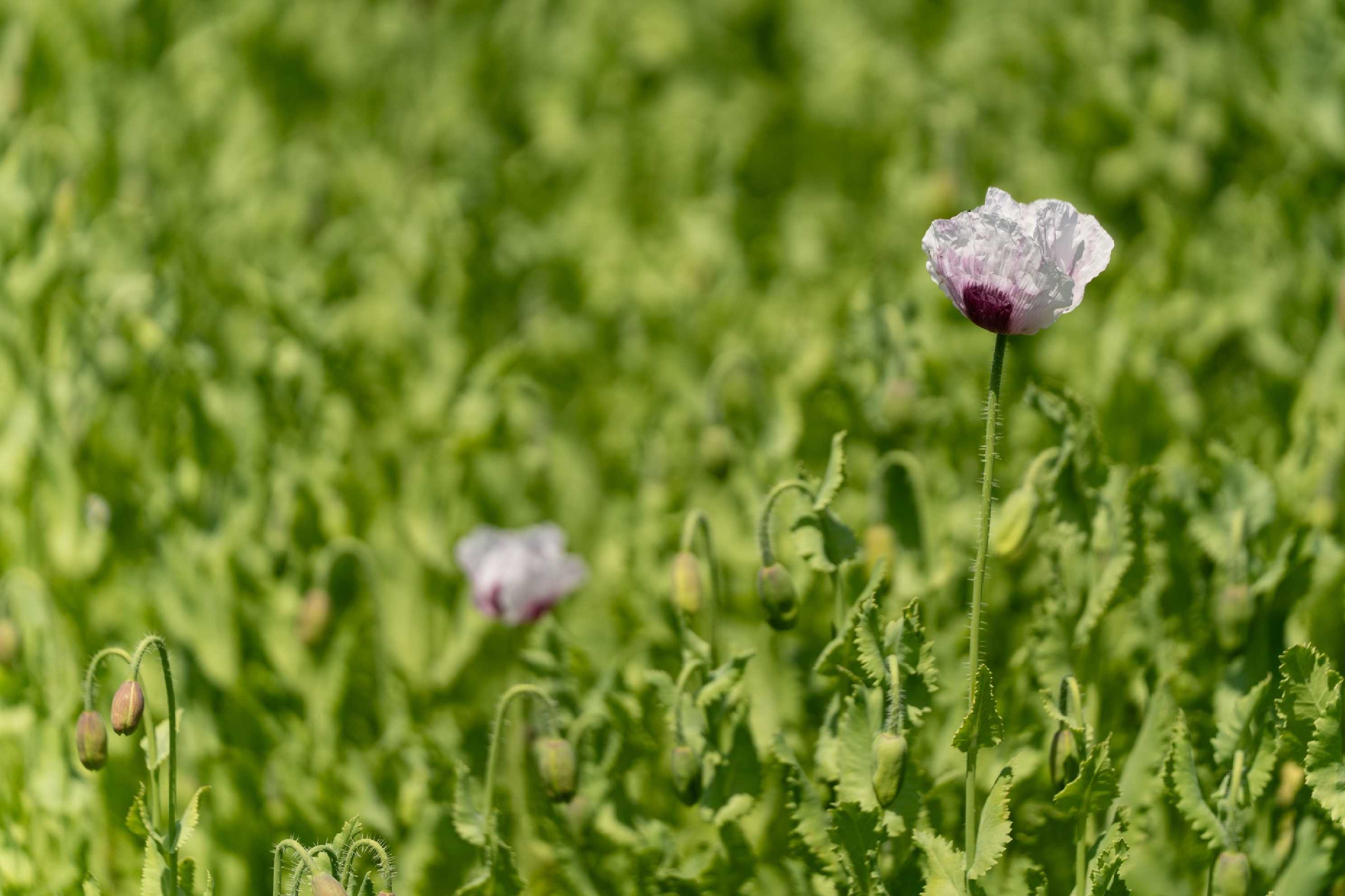 Makové pole u Radvance - Foto Petr Germanič 0625 (5)