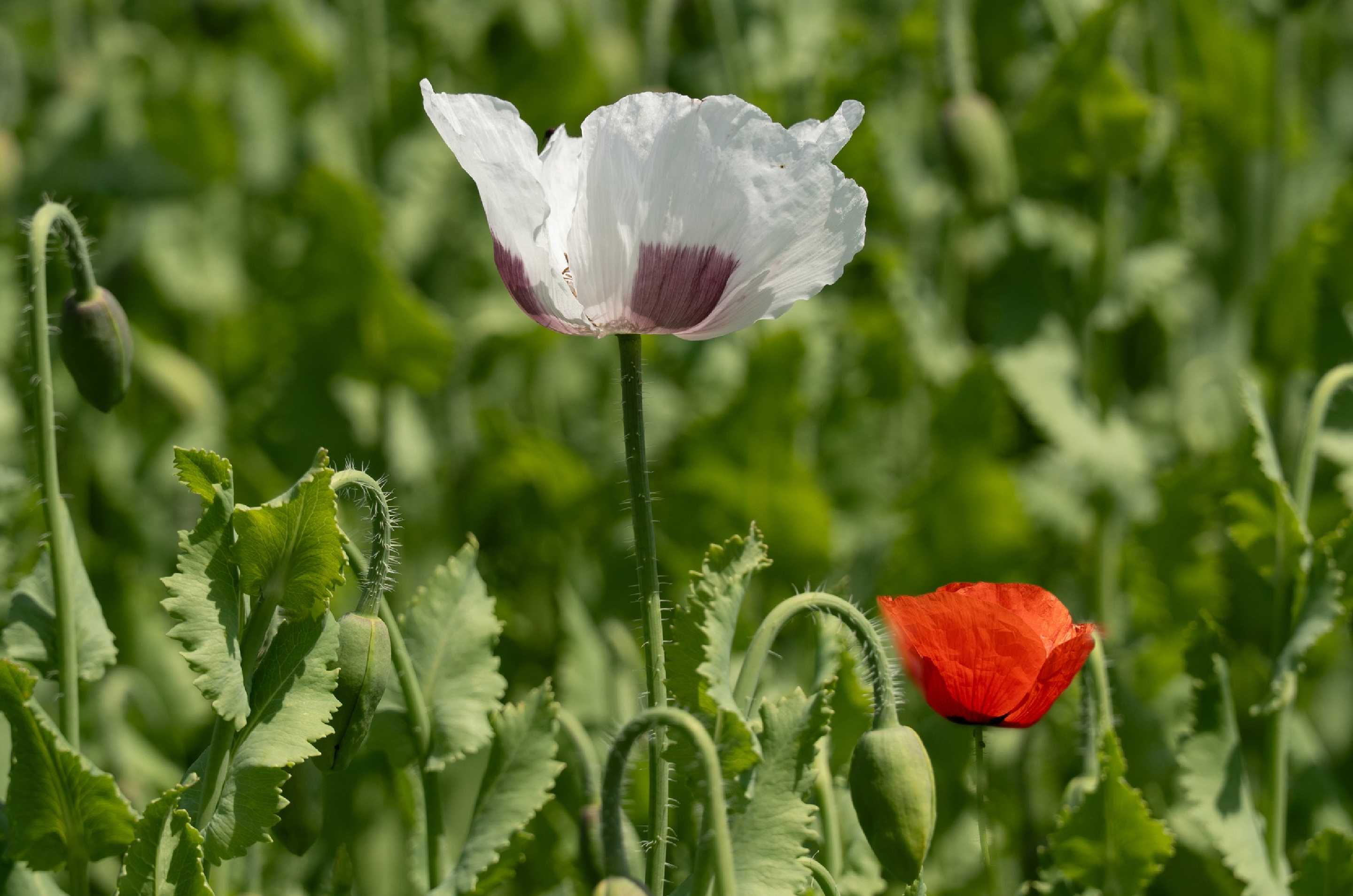 Makové pole u Radvance - Foto Petr Germanič 0625 (6)