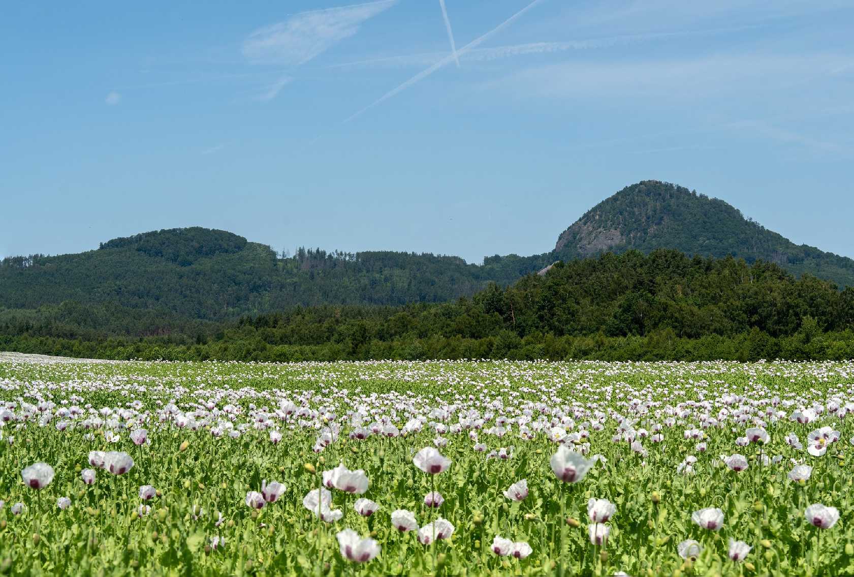 Makové pole u Radvance - Foto Petr Germanič 0625 (7)