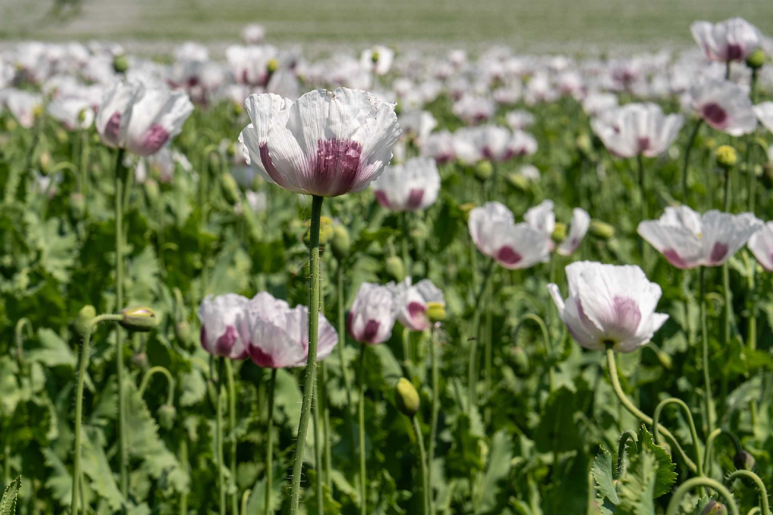 Makové pole u Radvance - Foto Petr Germanič 0625 (8)