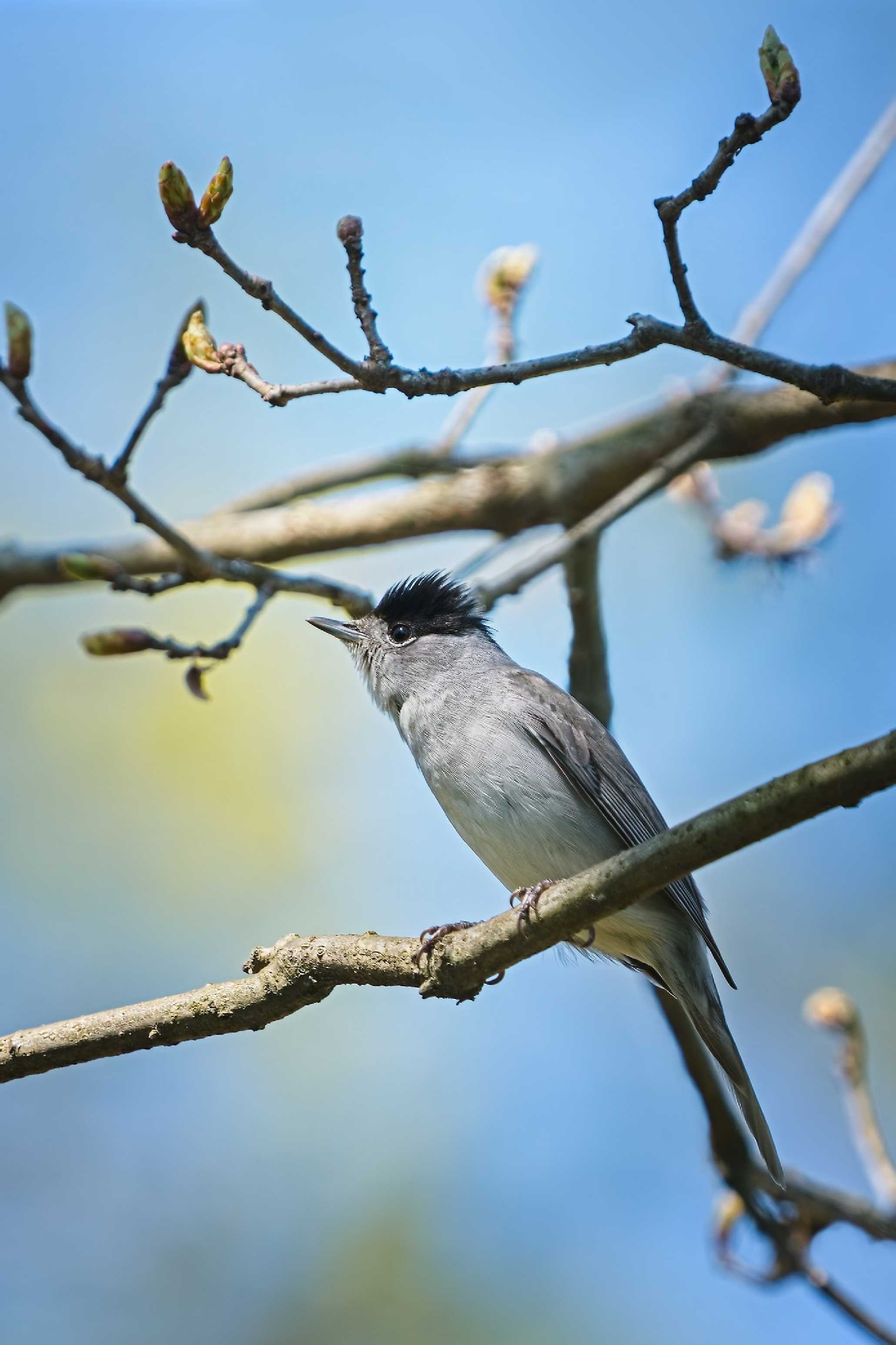 Pěnice černohlavá - Foto Jana Ježková 0525 (1)