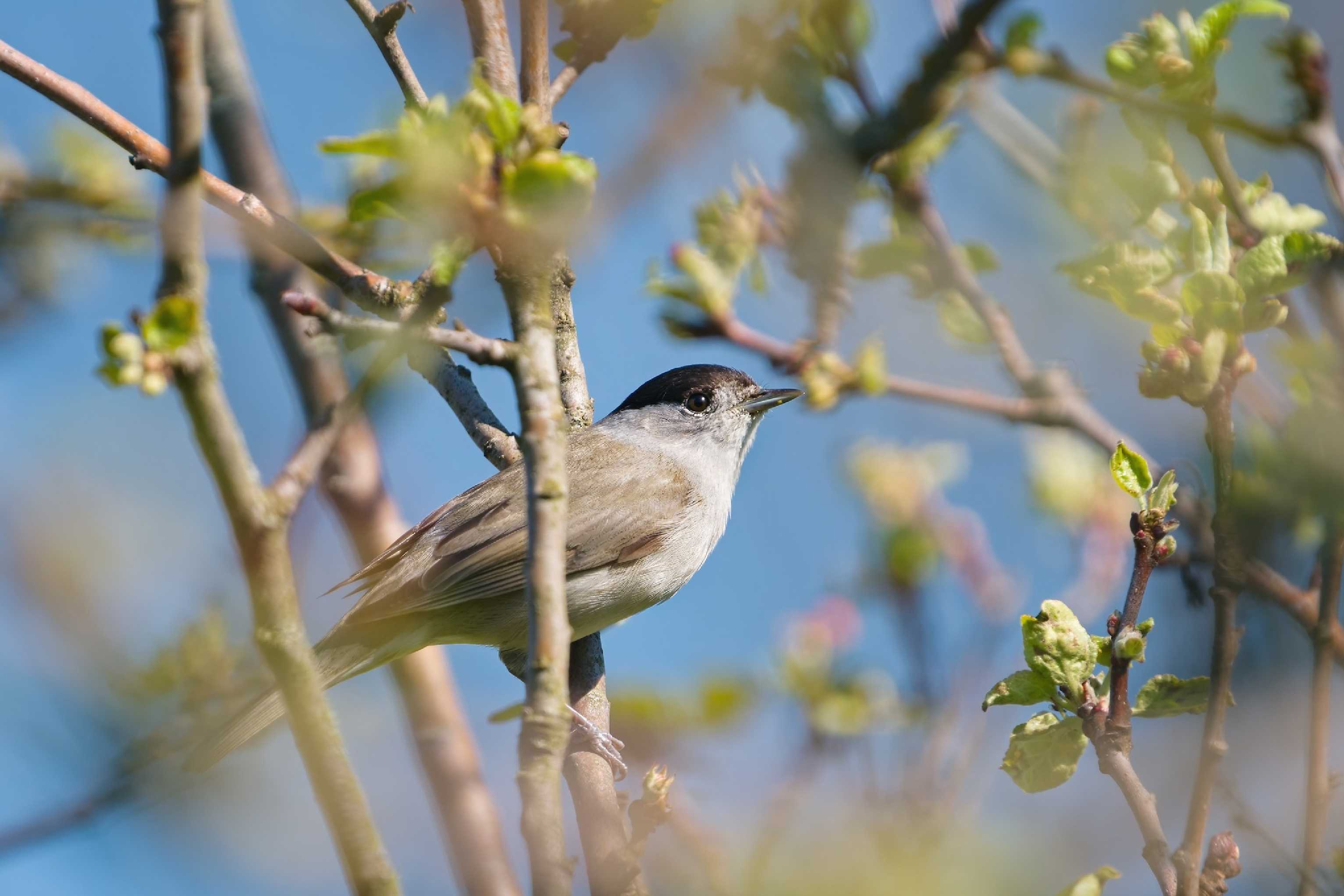 Pěnice černohlavá - Foto Jana Ježková 0525 (2)