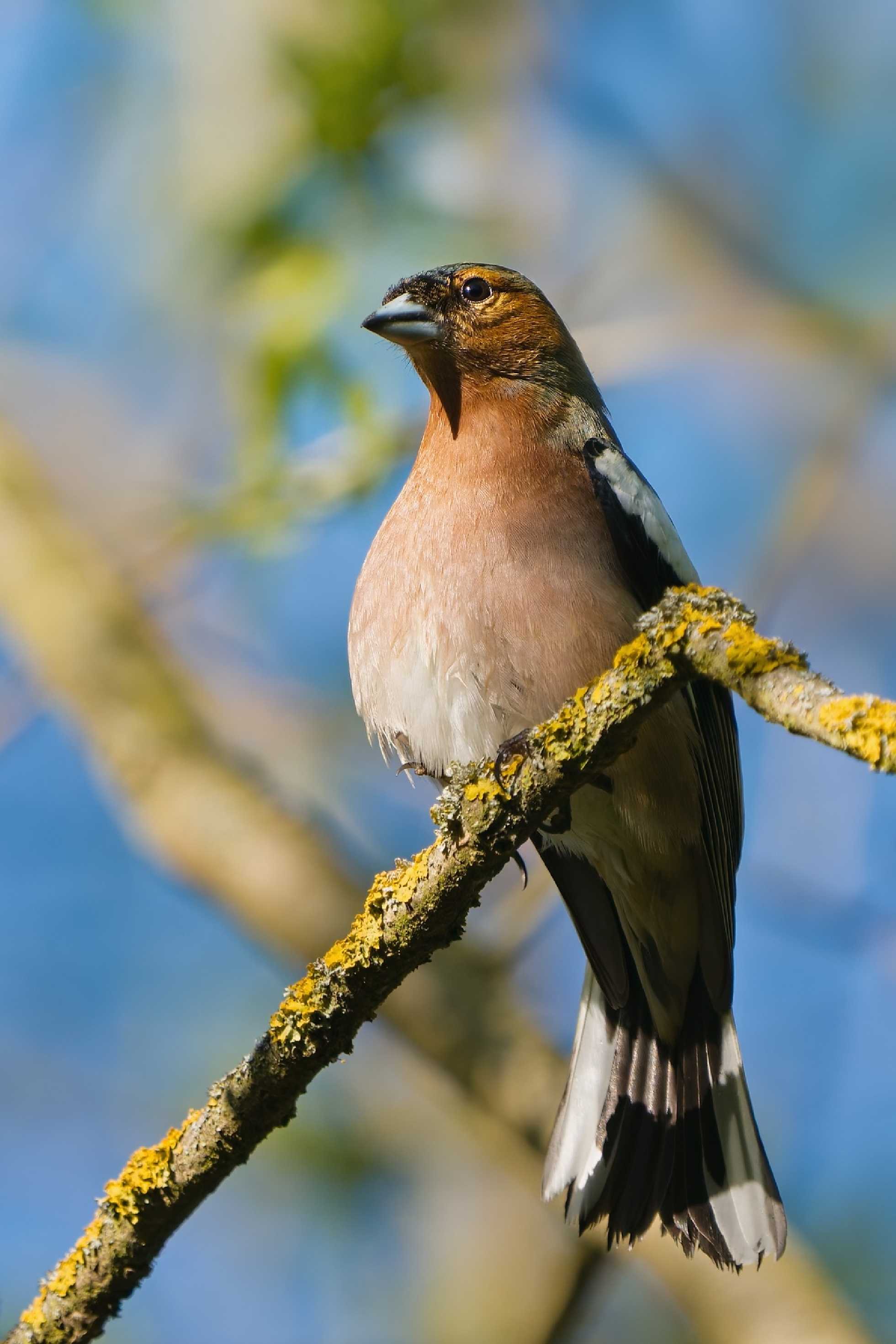 Pěnkavák - Foto Jana Ježková 0425 (1)