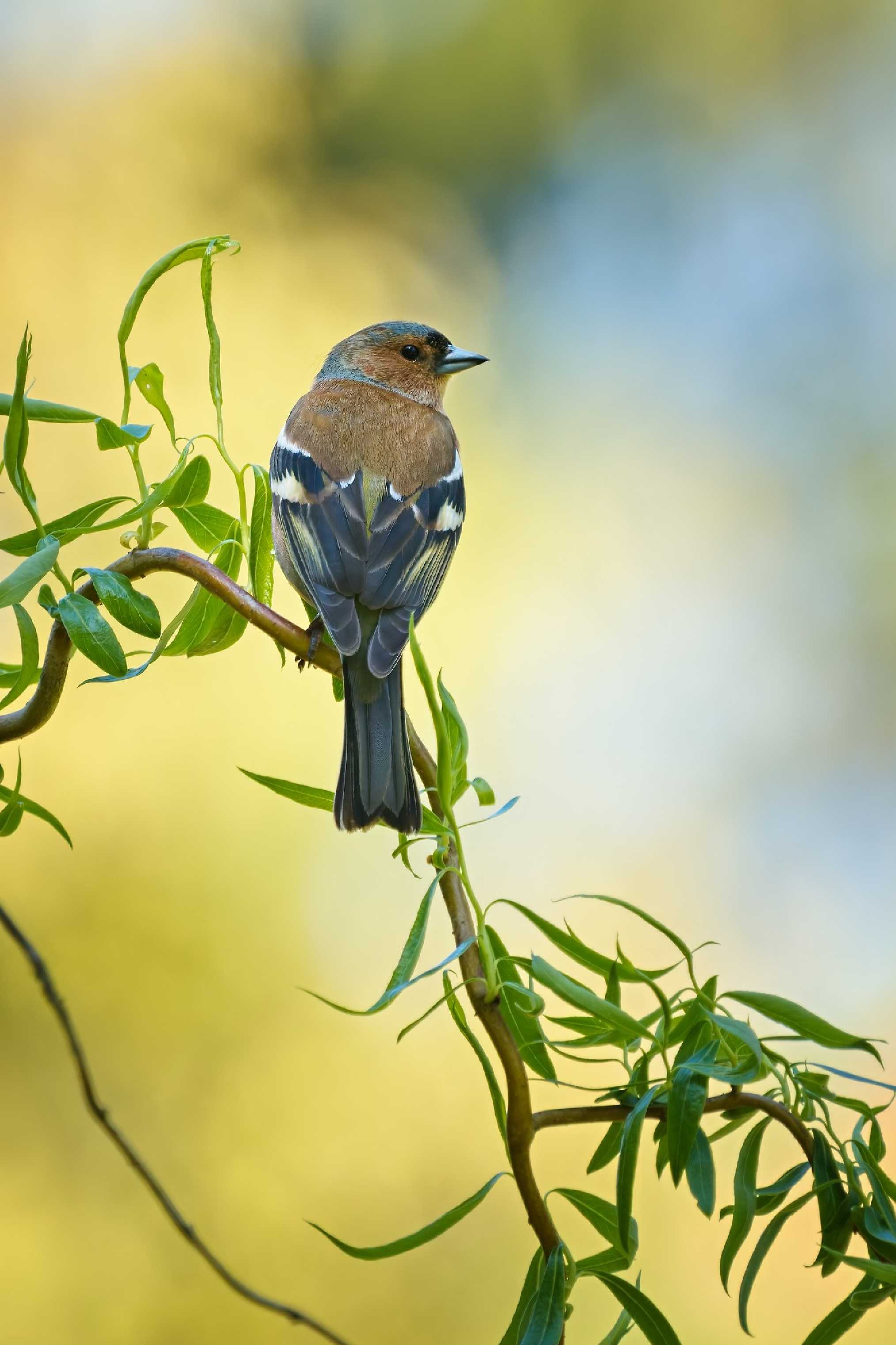 Pěnkavák - Foto Jana Ježková 0425 (2)